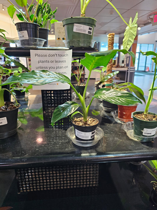 Dieffenbachia Panther in 4" pot