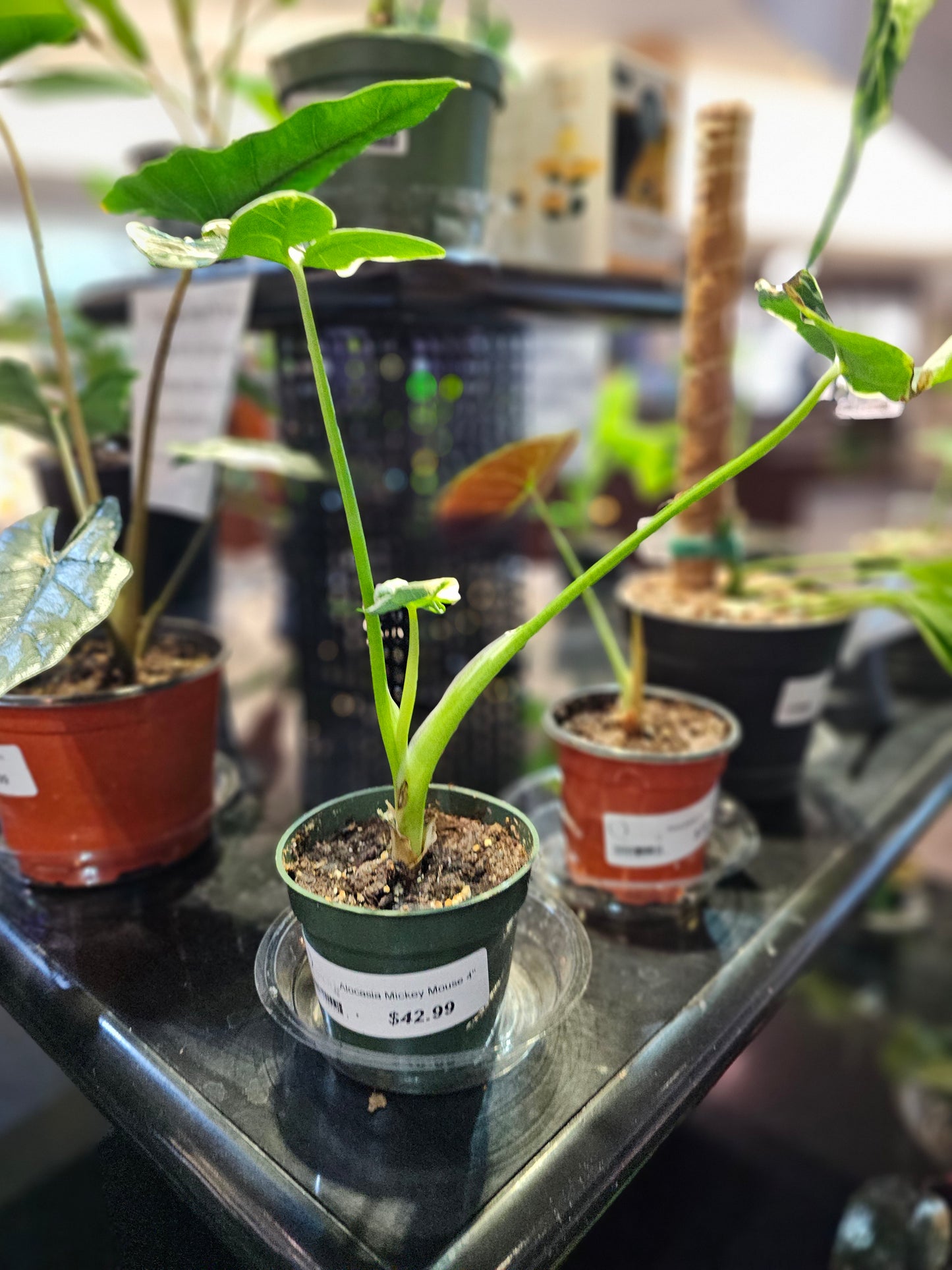 Alocasia Mickey Mouse