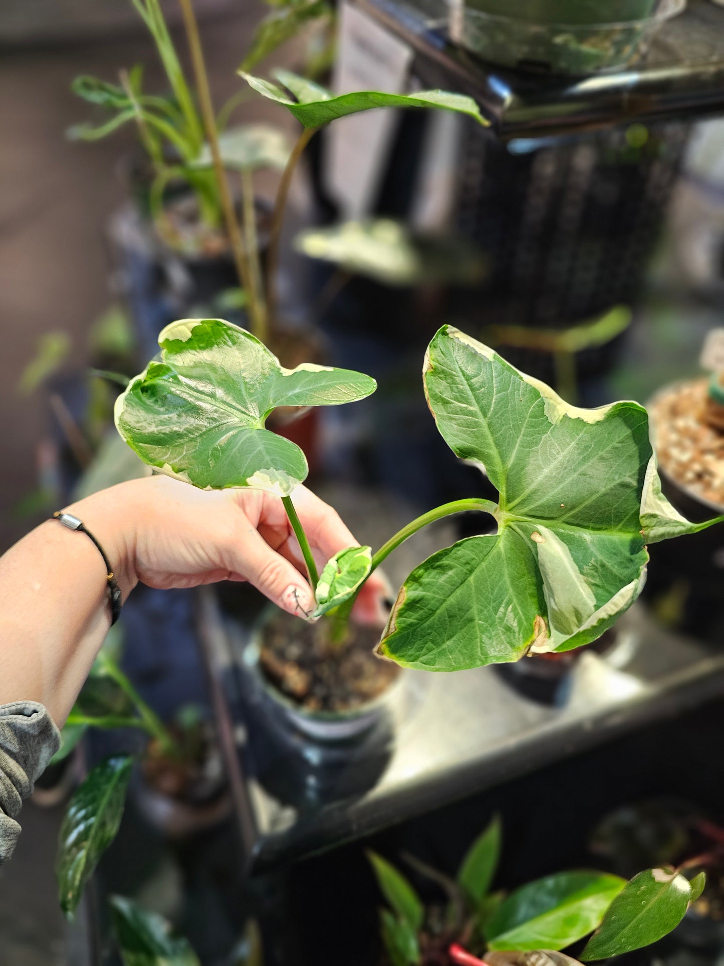 Alocasia Mickey Mouse