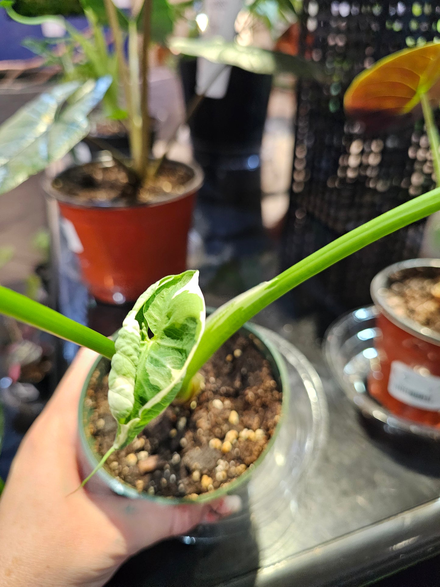 Alocasia Mickey Mouse