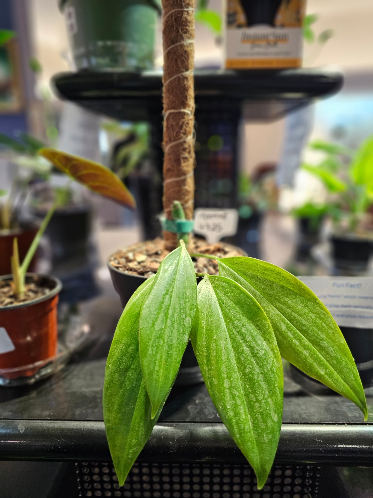 Philodendron Dragon's Tail (growing vertically)