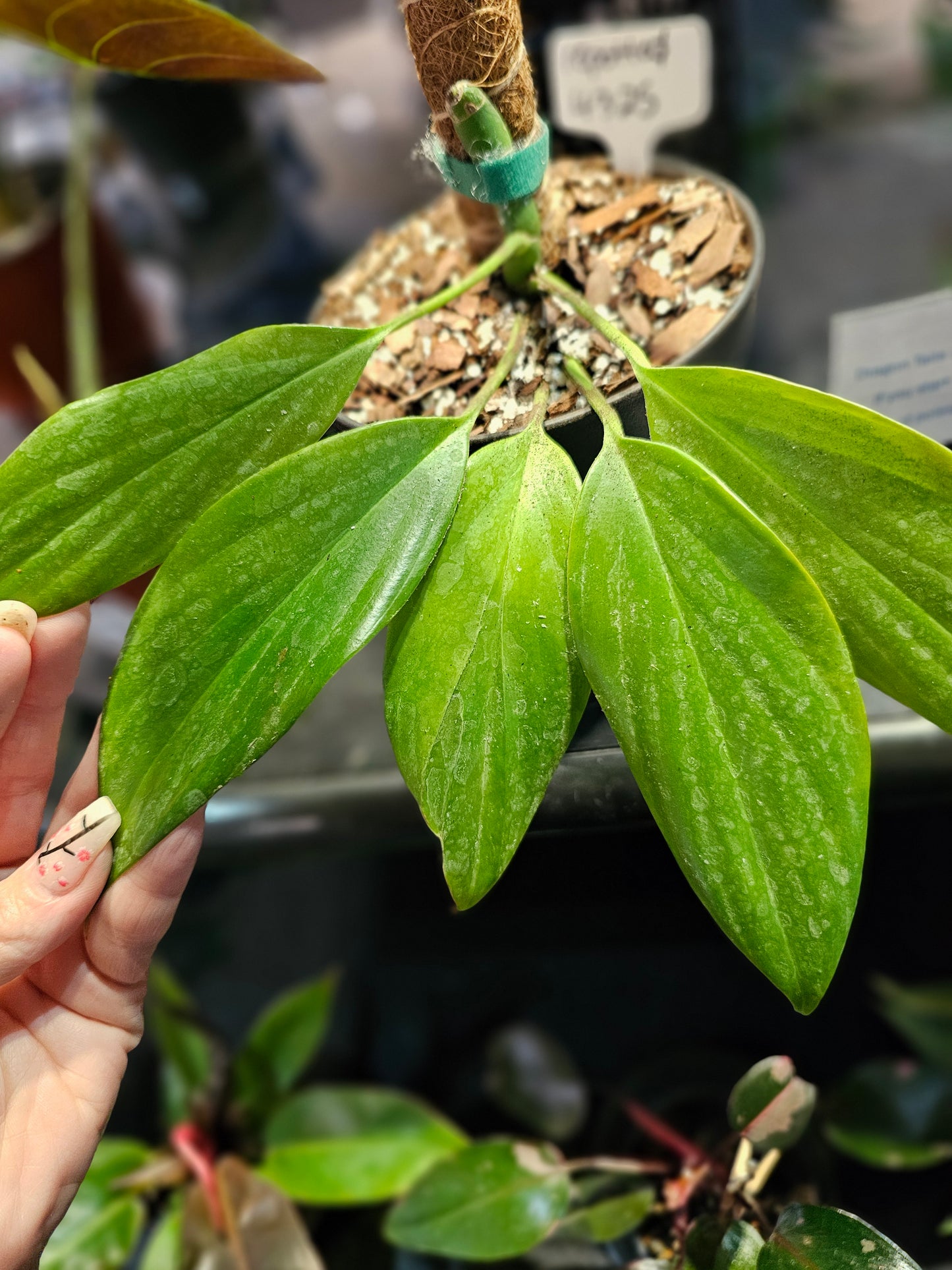 Philodendron Dragon's Tail (growing vertically)