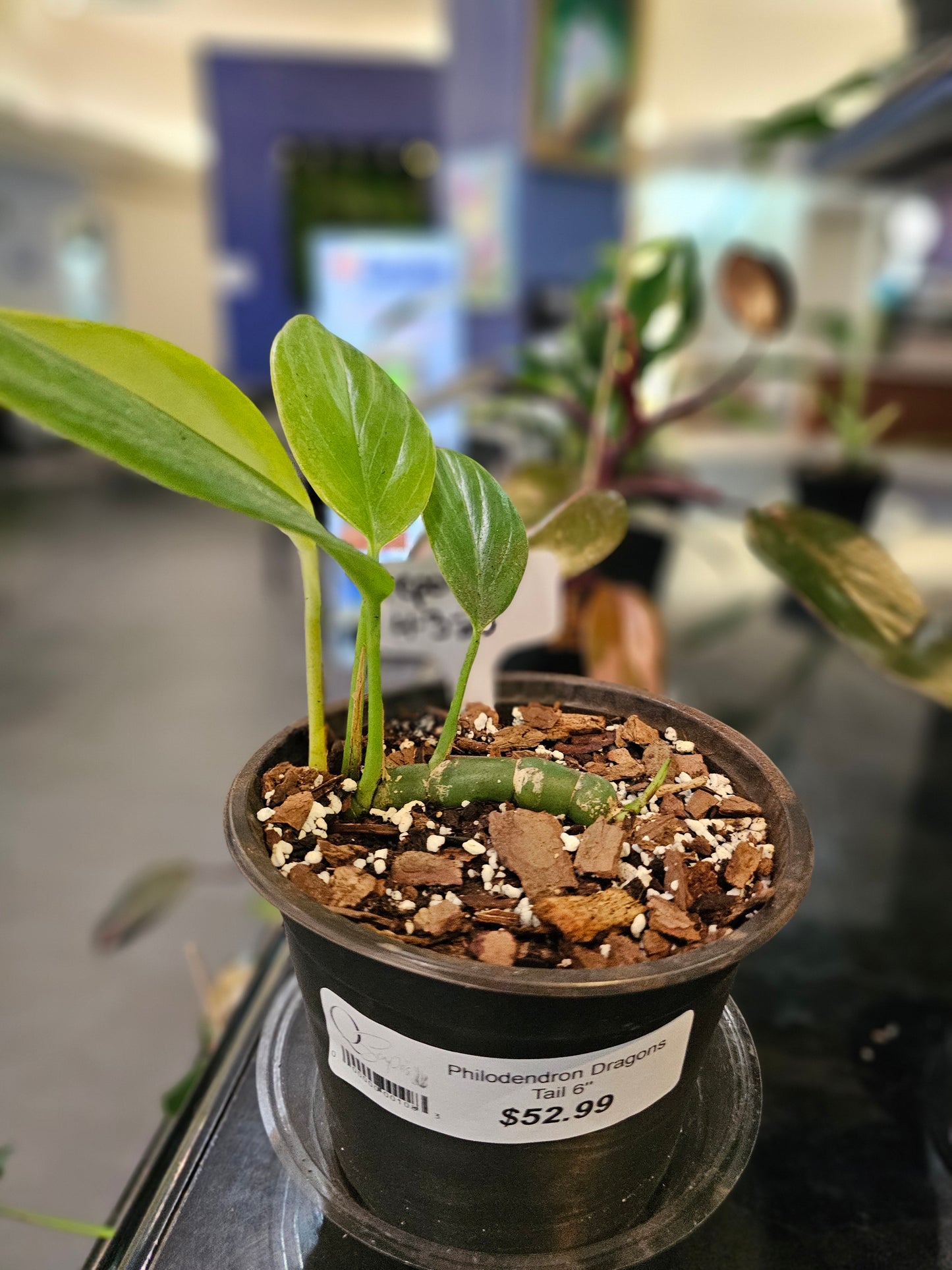 Philodendron Dragon's Tail (growing horizontally)