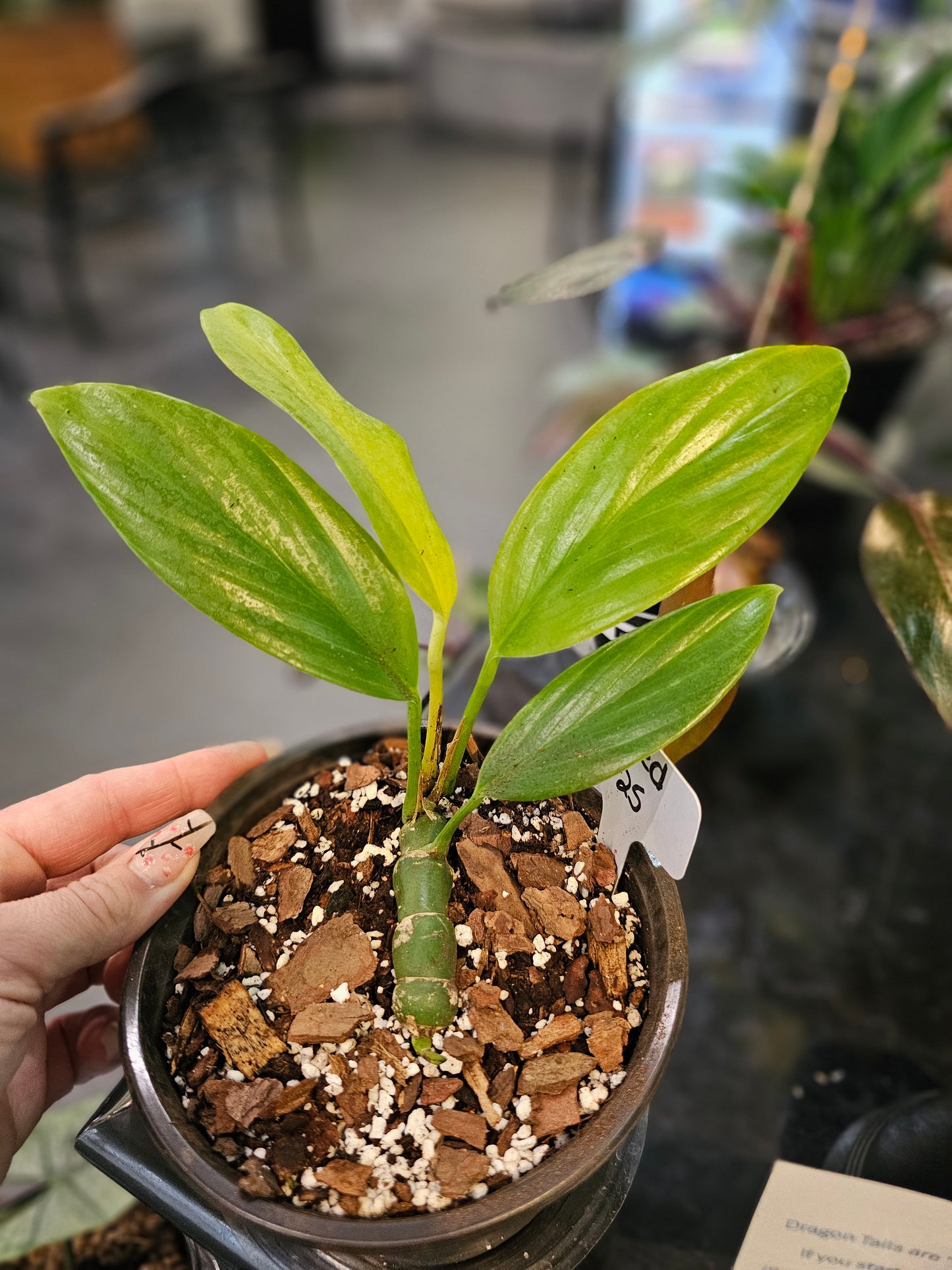 Philodendron Dragon's Tail (growing horizontally)