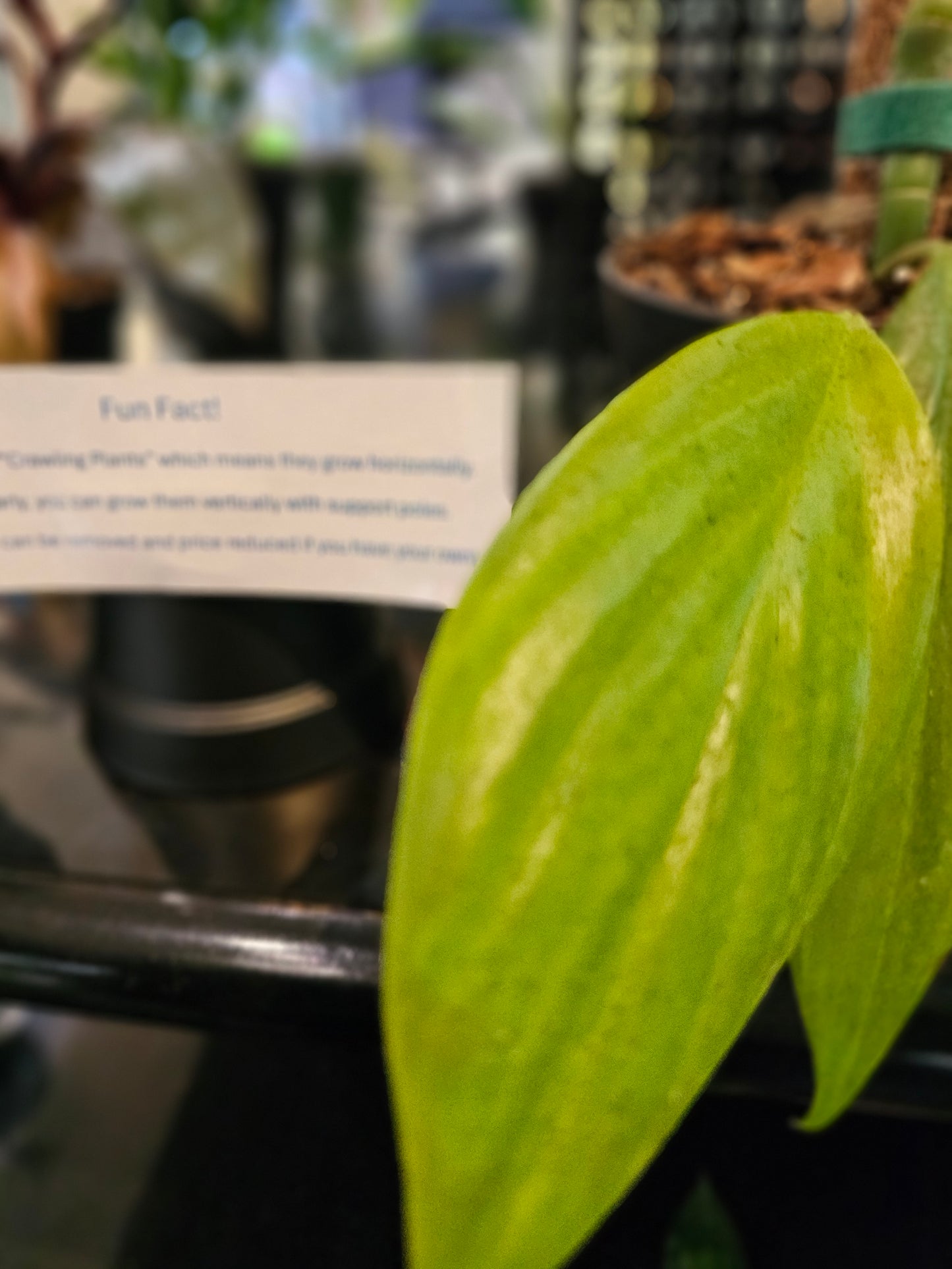 Philodendron Dragon's Tail (growing horizontally)