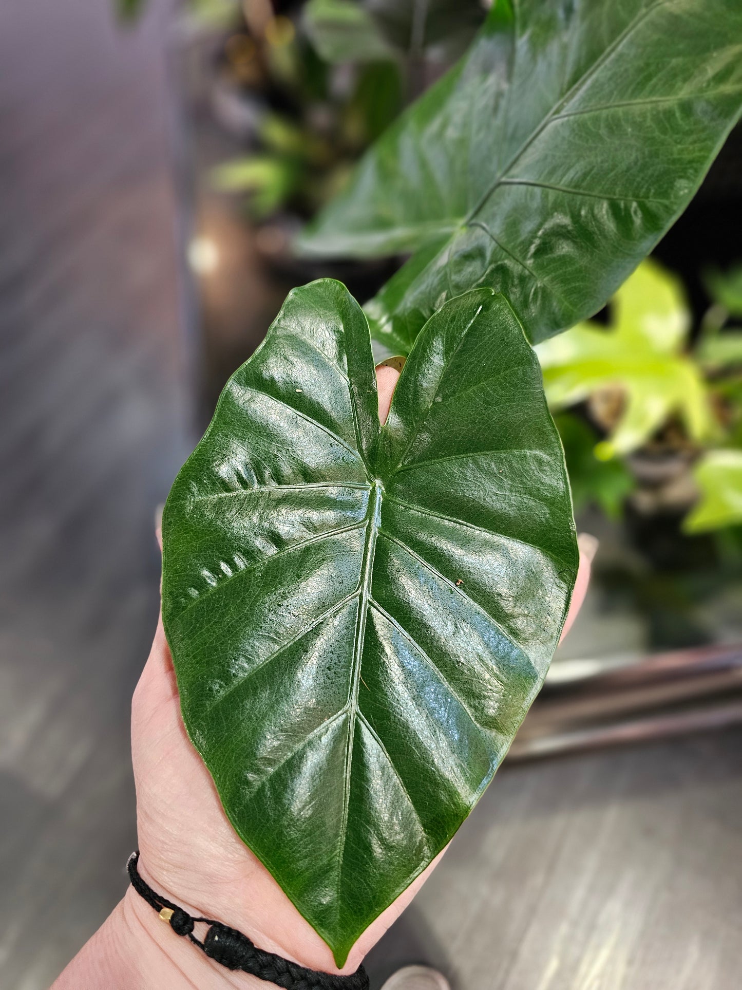 Alocasia Black Stem