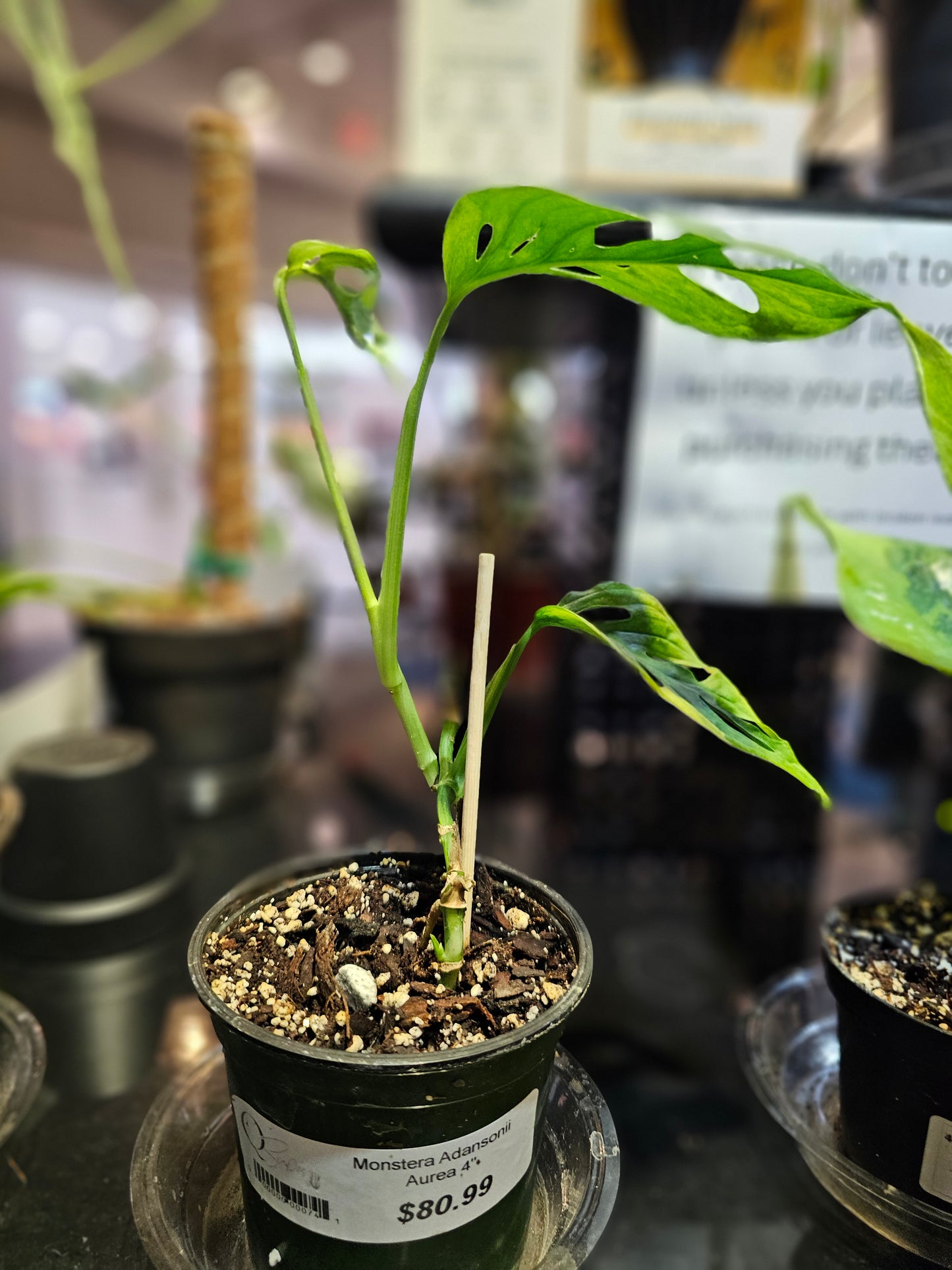 Monstera Adansonii Aurea