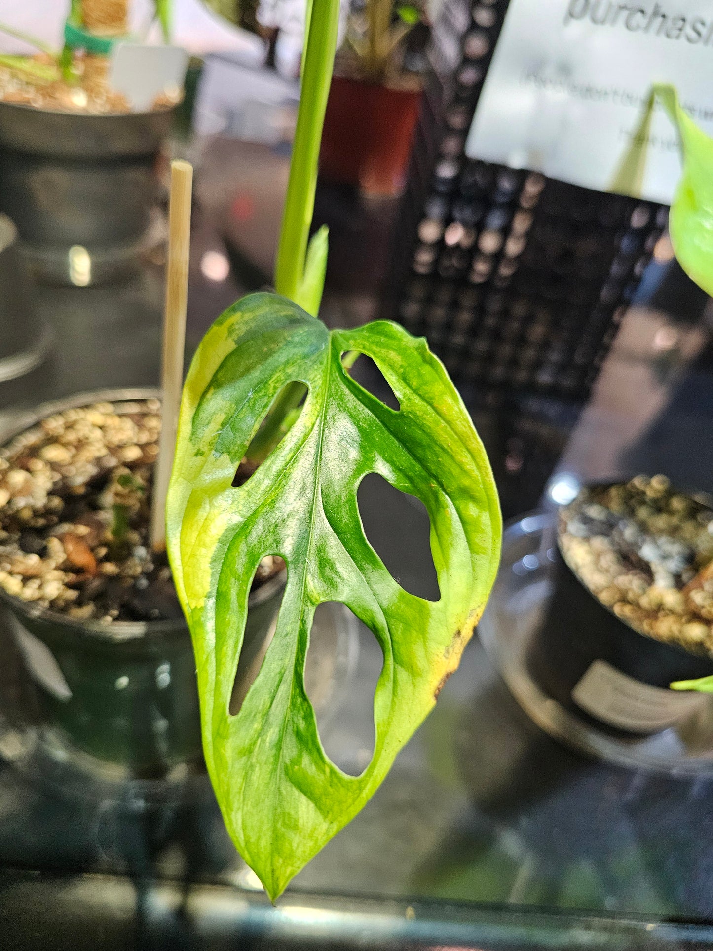 Monstera Adansonii Aurea