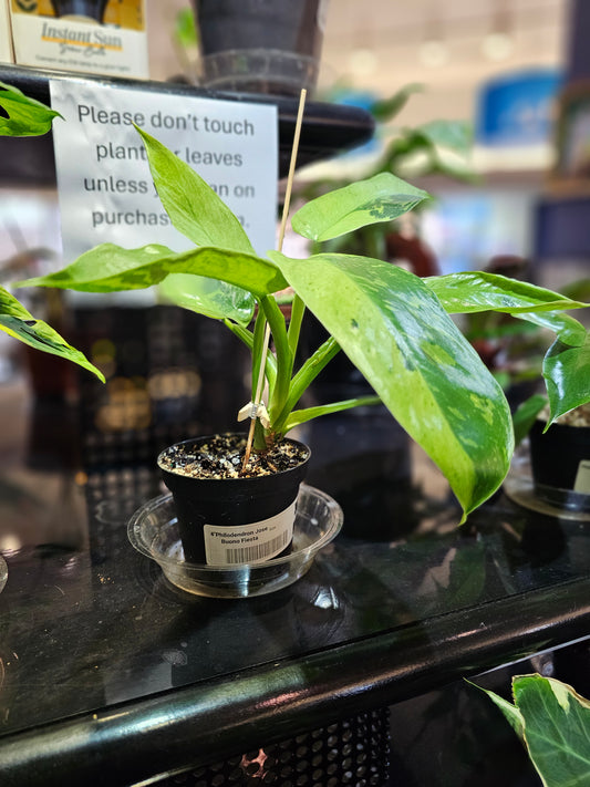 Philodendron Jose Buono Fiesta in 4" pot