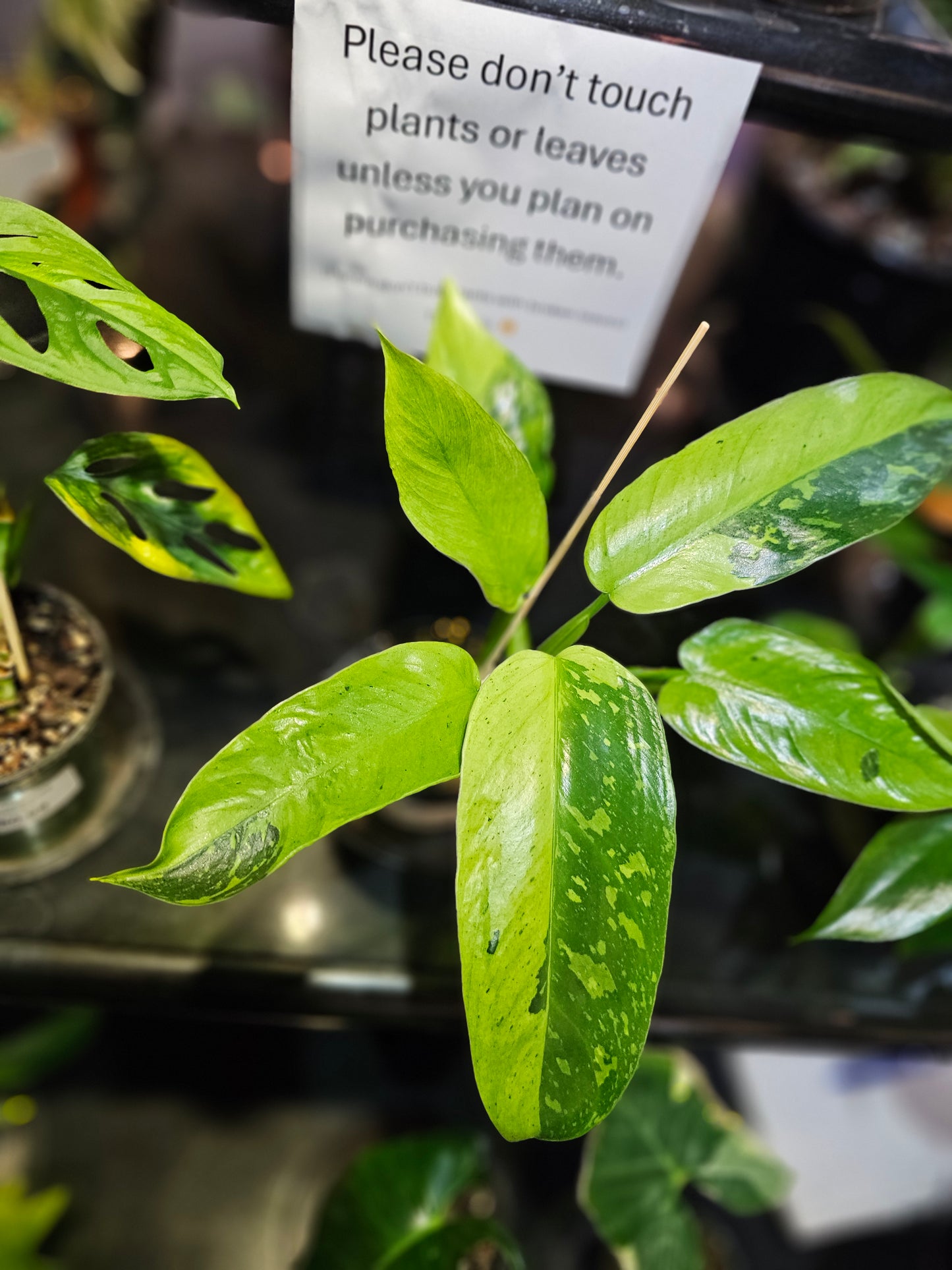 Philodendron Jose Buono Fiesta in 4" pot