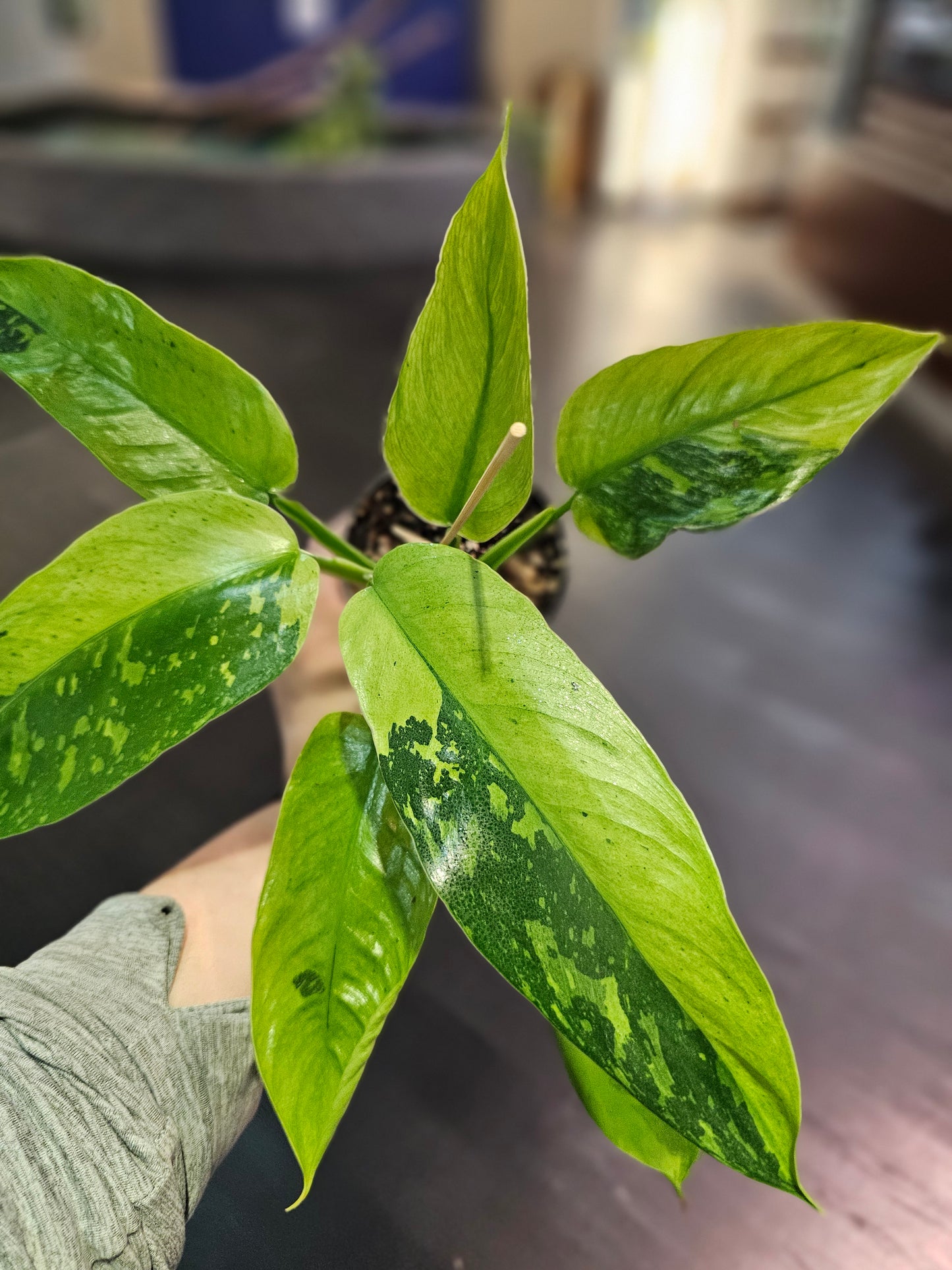 Philodendron Jose Buono Fiesta in 4" pot