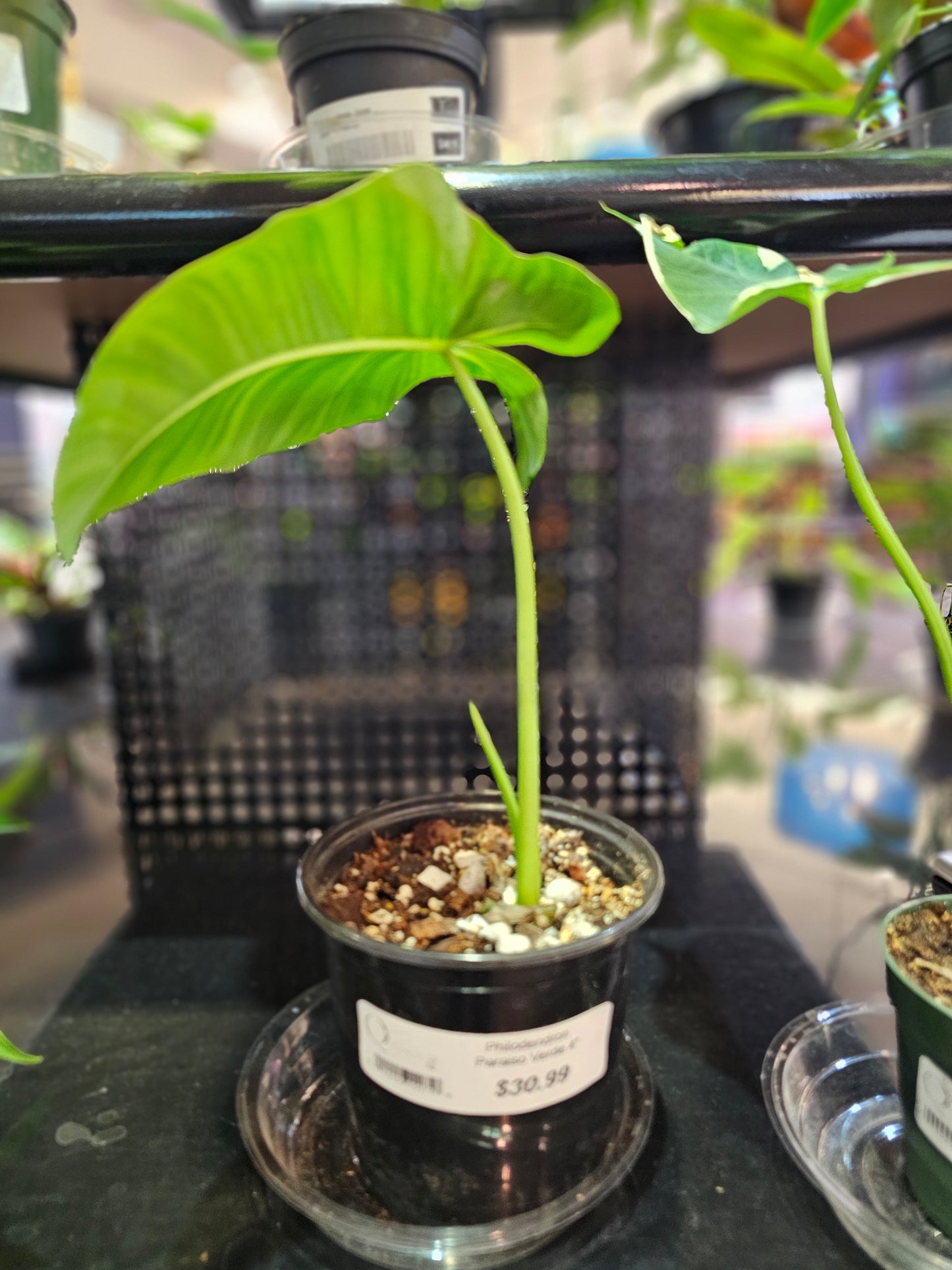 Philodendron Paraiso Verde