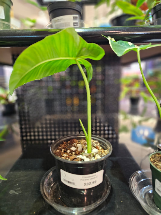 Philodendron Paraiso Verde