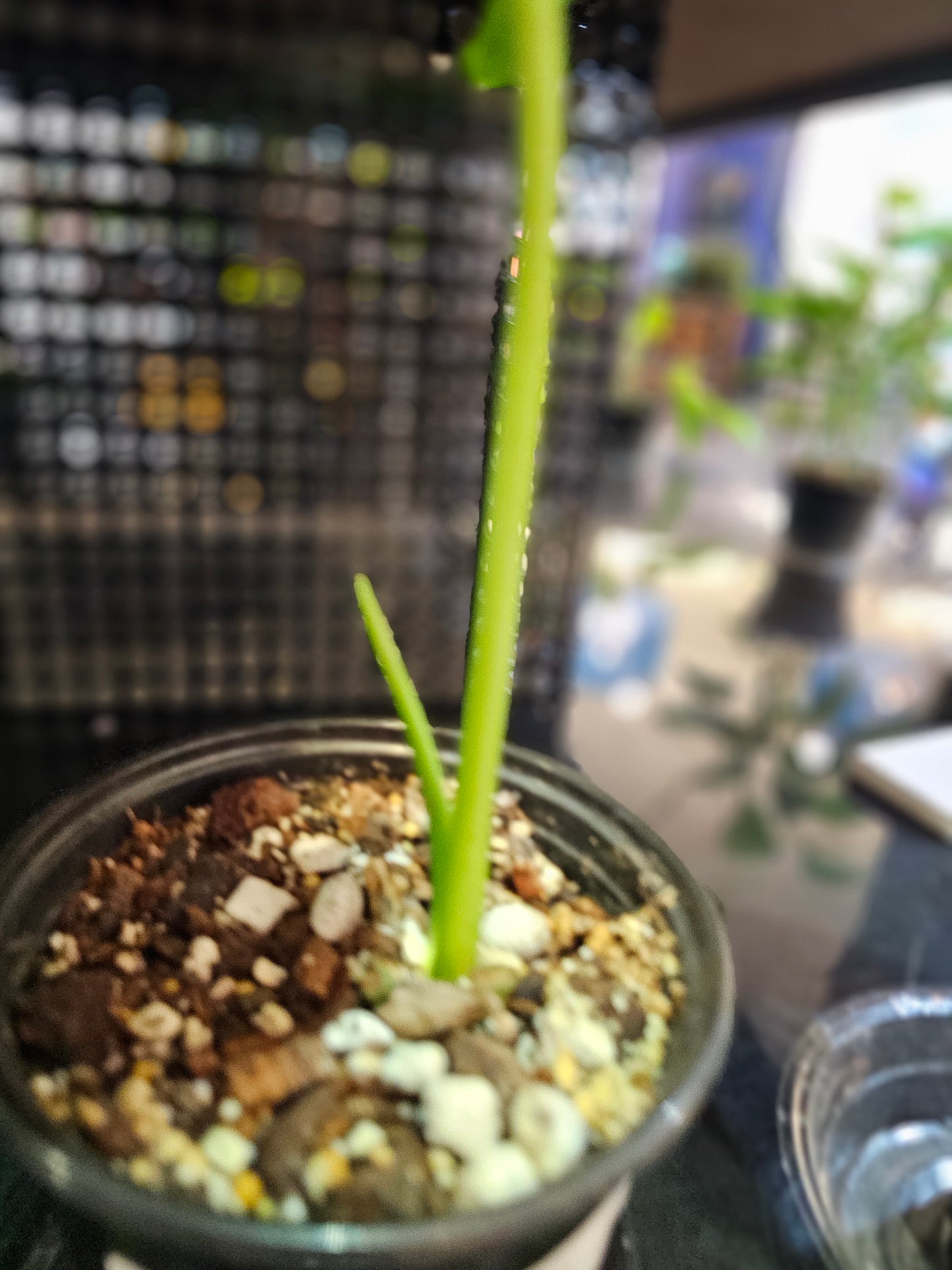 Philodendron Paraiso Verde