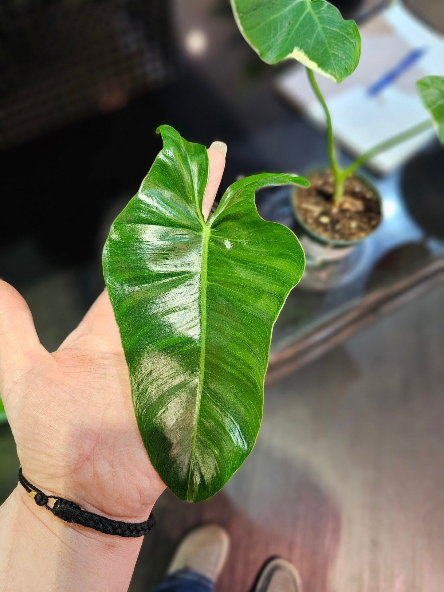 Philodendron Paraiso Verde