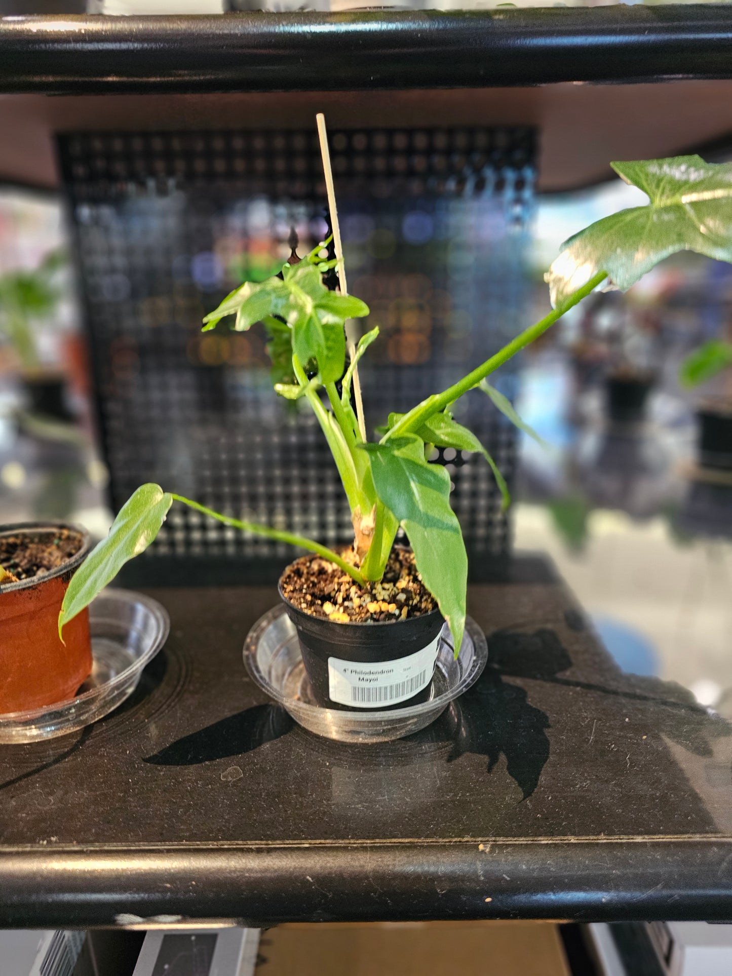 Philodendron Mayoi in 4" pot