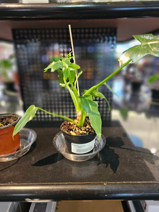 Philodendron Mayoi in 4" pot