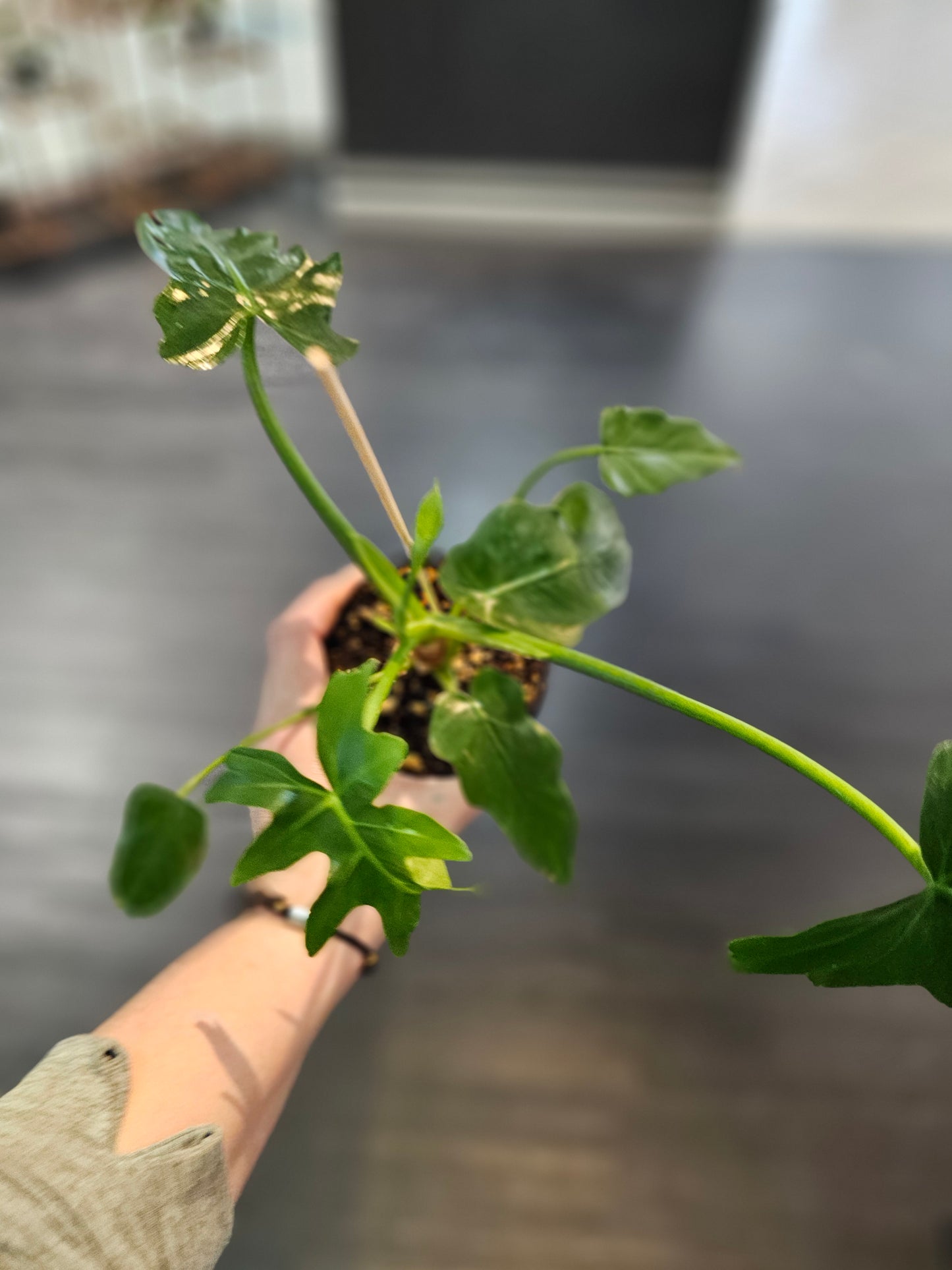 Philodendron Mayoi in 4" pot