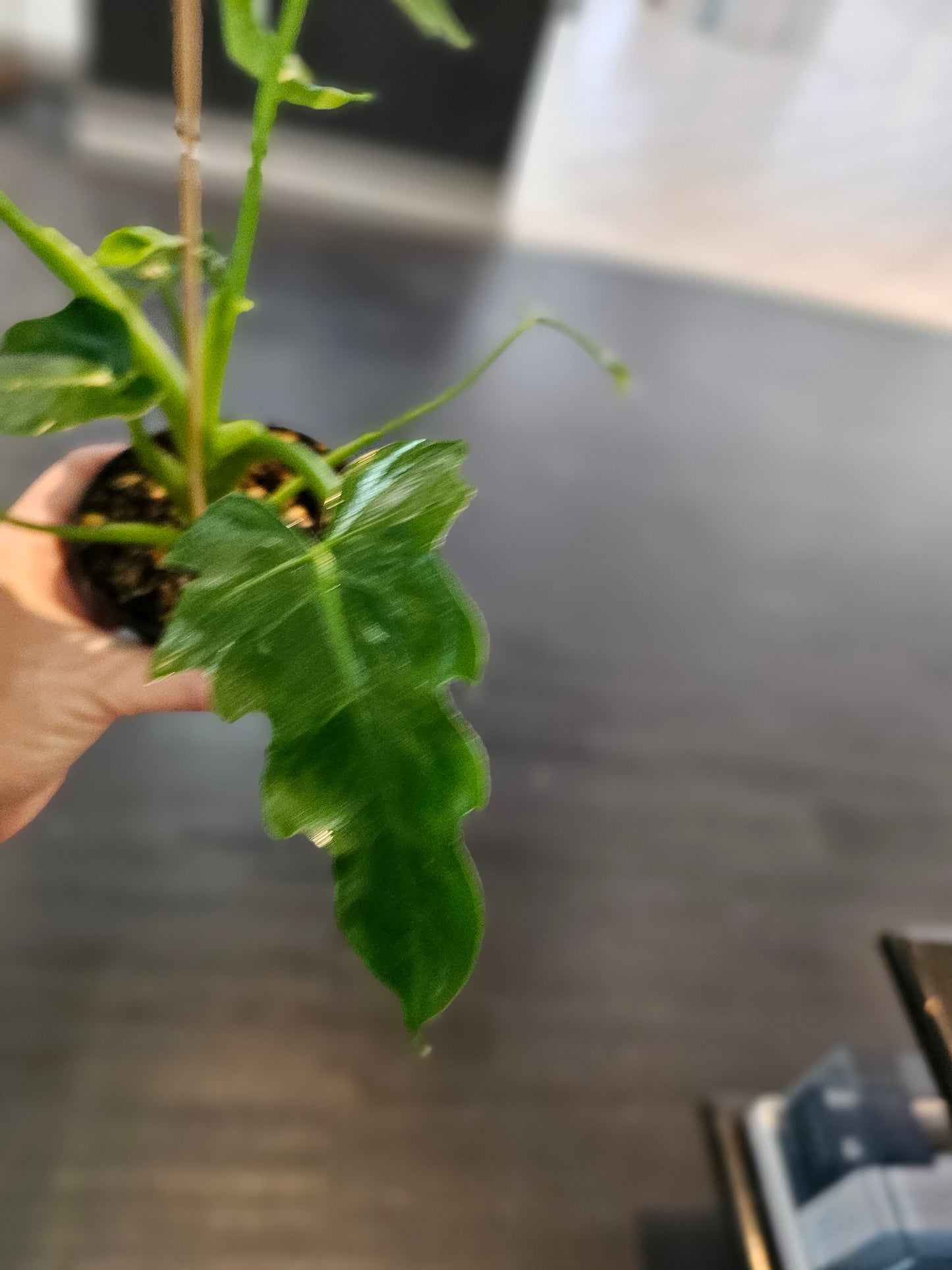 Philodendron Mayoi in 4" pot