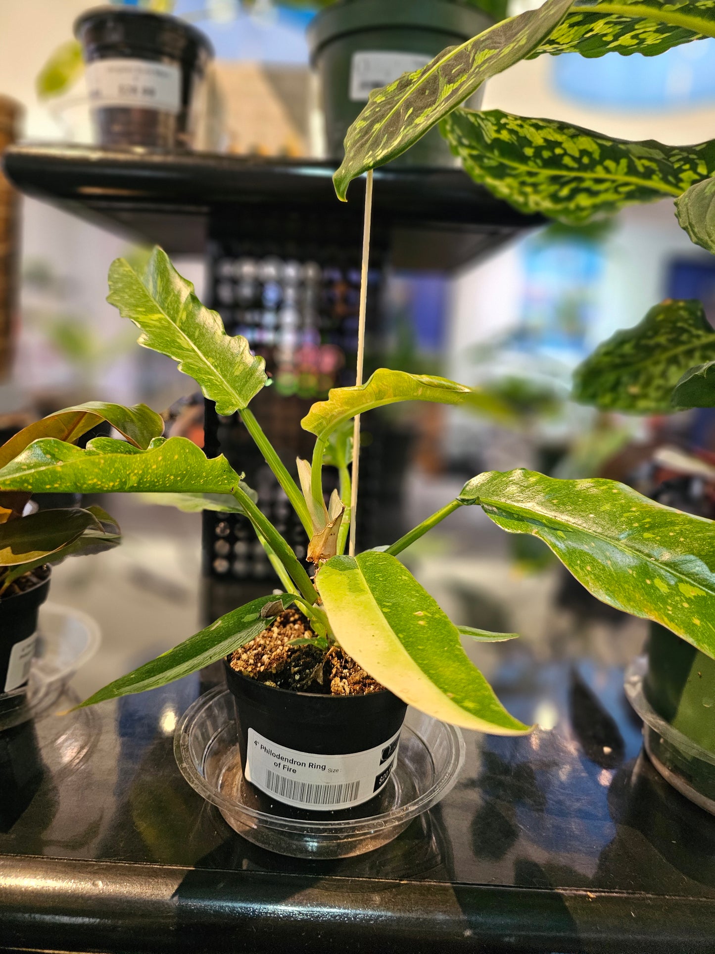 Philodendron Ring of Fire in 4" pot