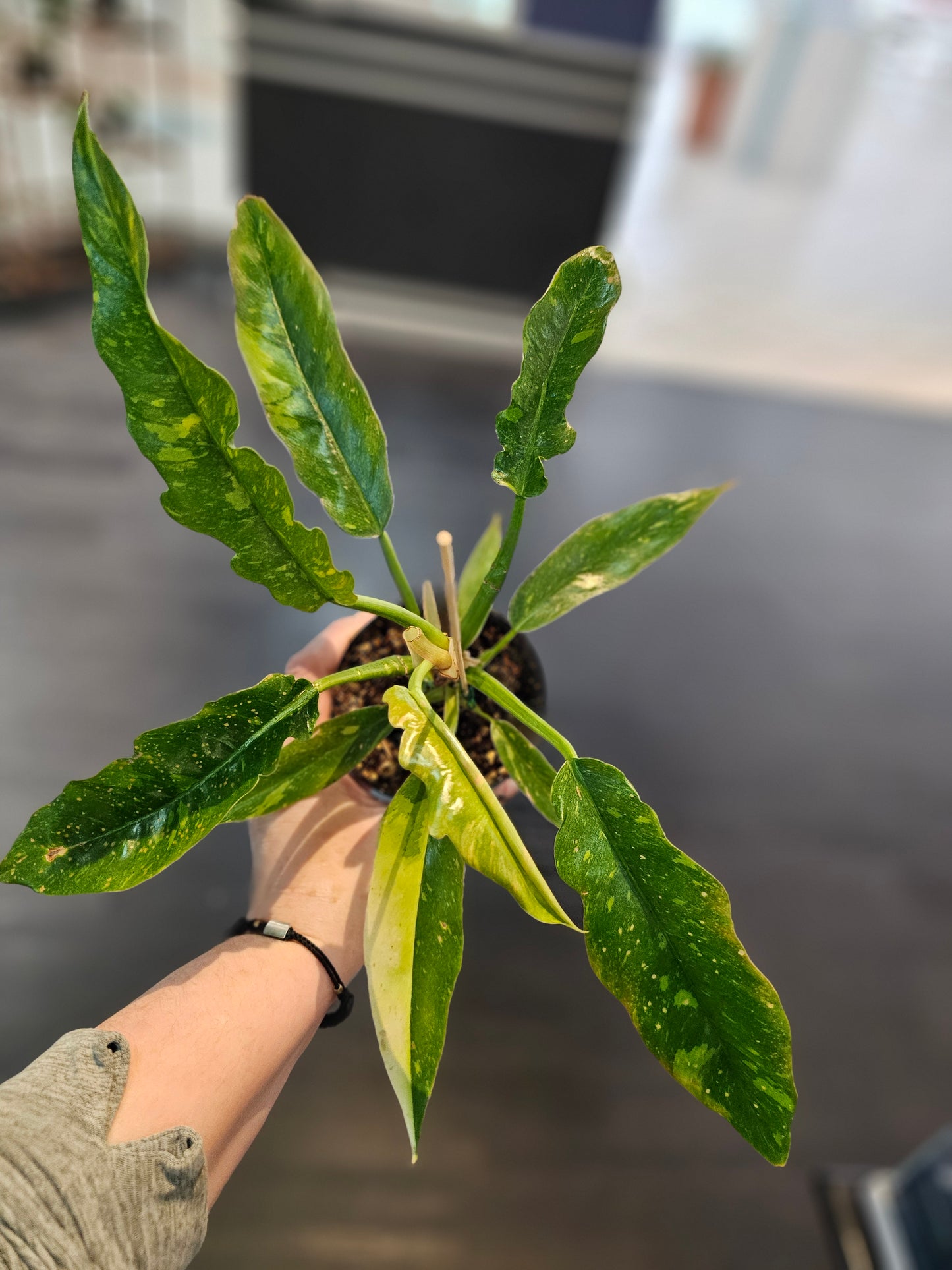 Philodendron Ring of Fire in 4" pot