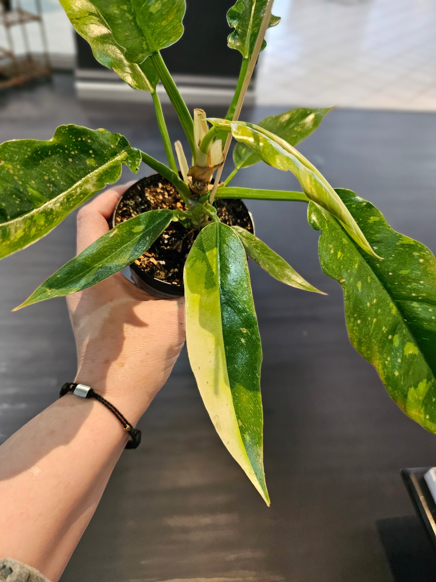 Philodendron Ring of Fire in 4" pot