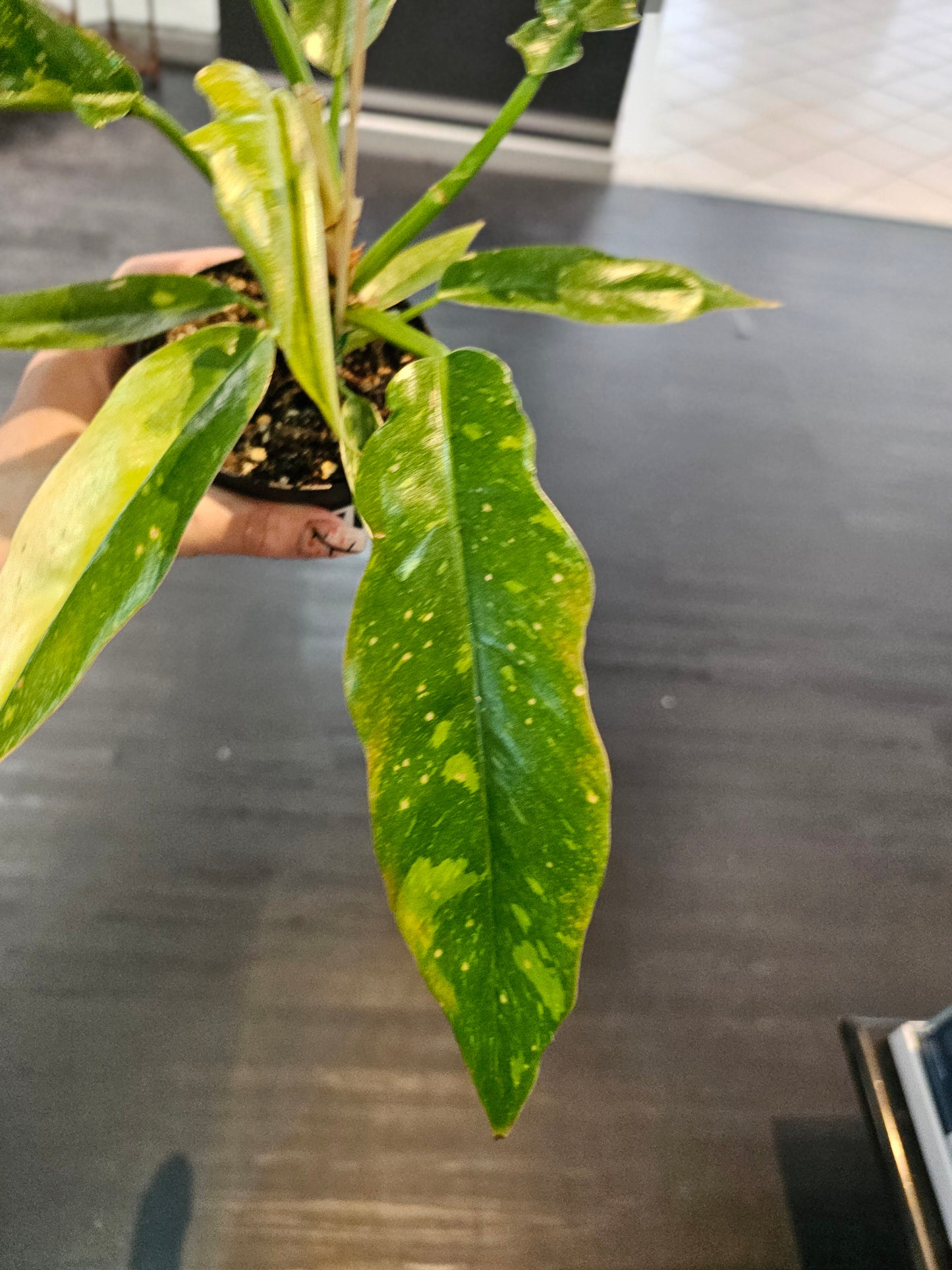 Philodendron Ring of Fire in 4" pot