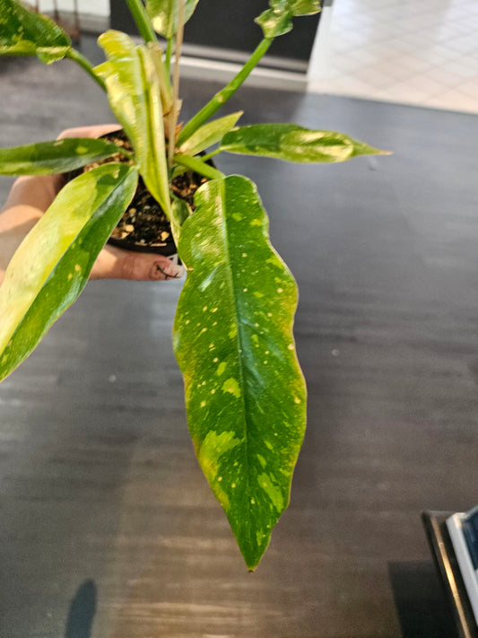 Philodendron Ring of Fire in 4" pot