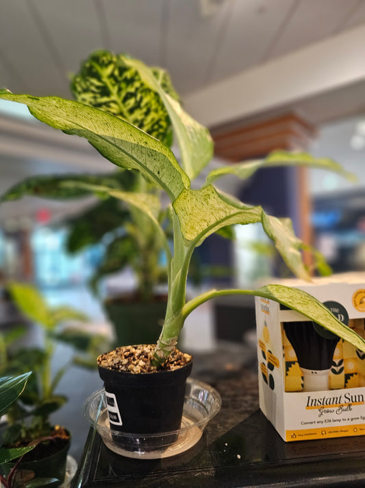 Dieffenbachia Camoflauge in 4" pot