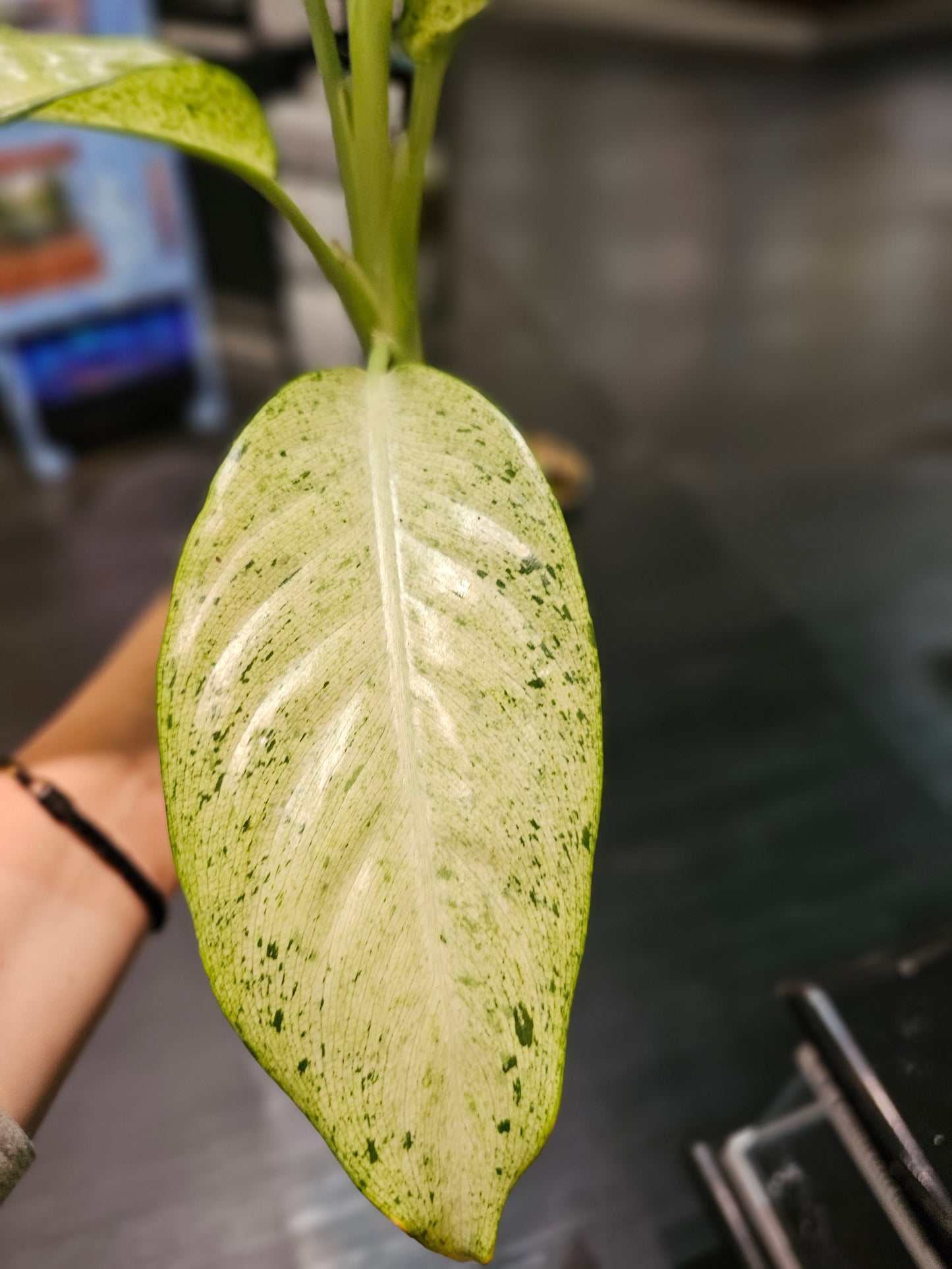 Dieffenbachia Camoflauge in 4" pot