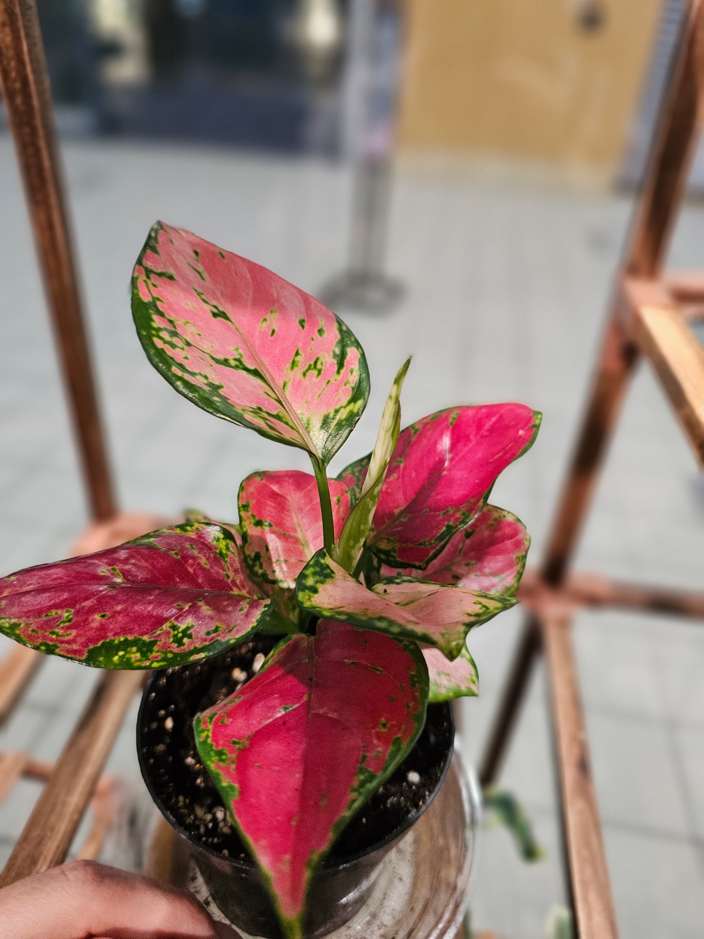 Chinese Evergreen Rich Red