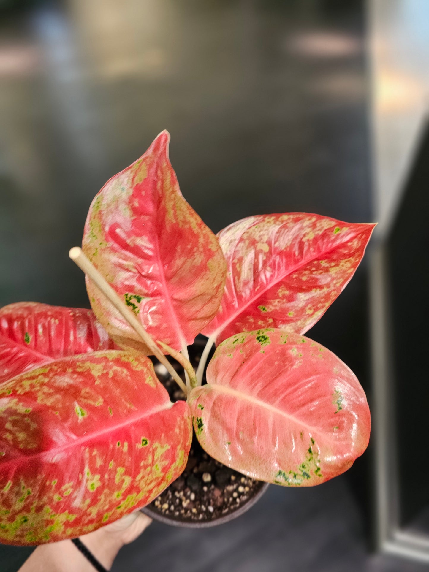 Aglaonema Pink Sunset