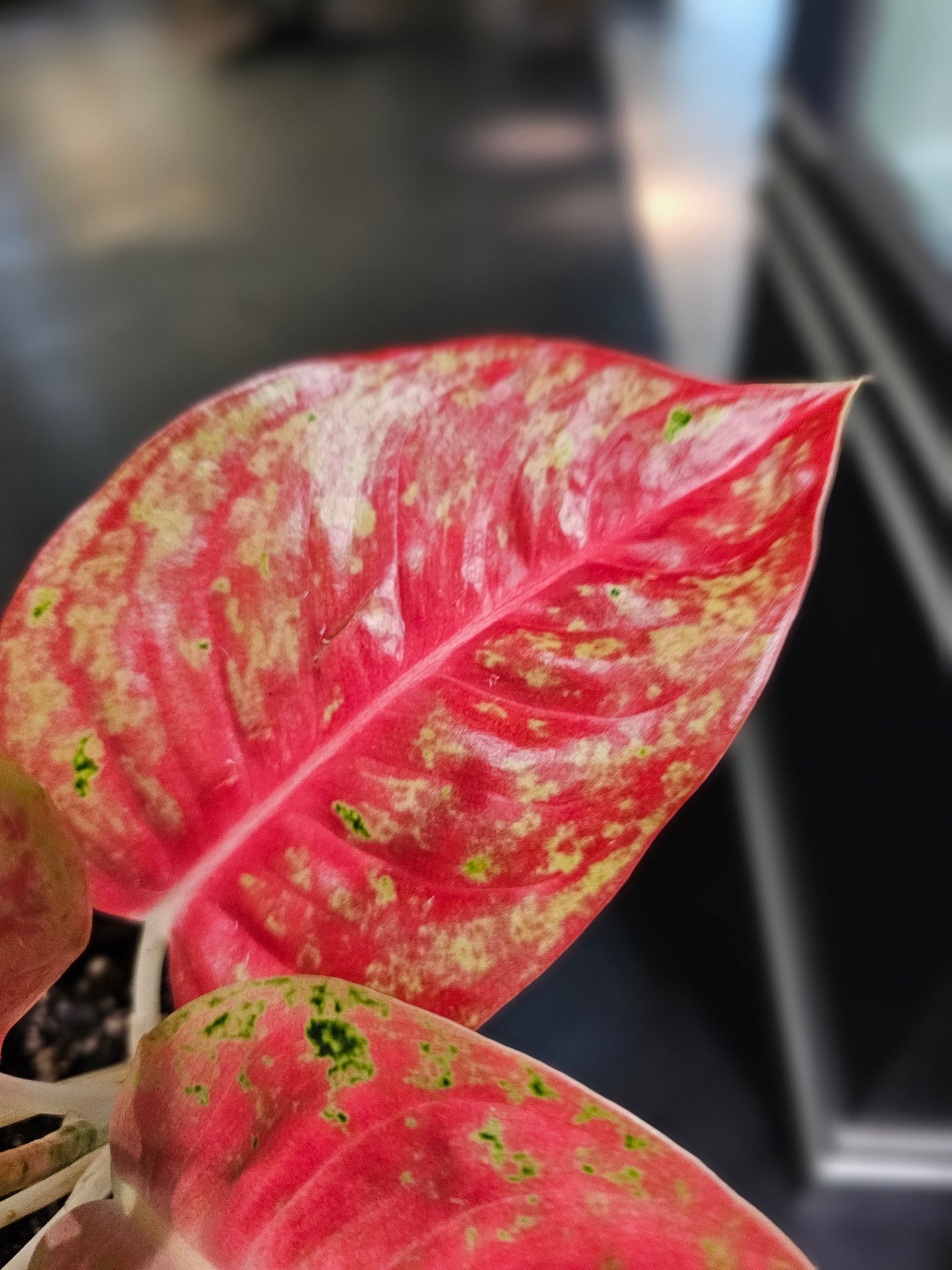 Aglaonema Pink Sunset
