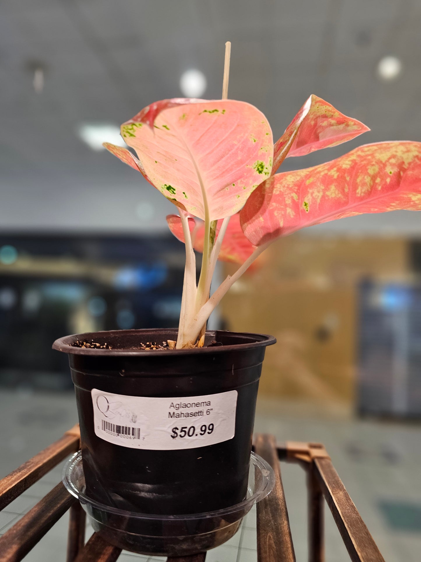 Aglaonema Pink Sunset