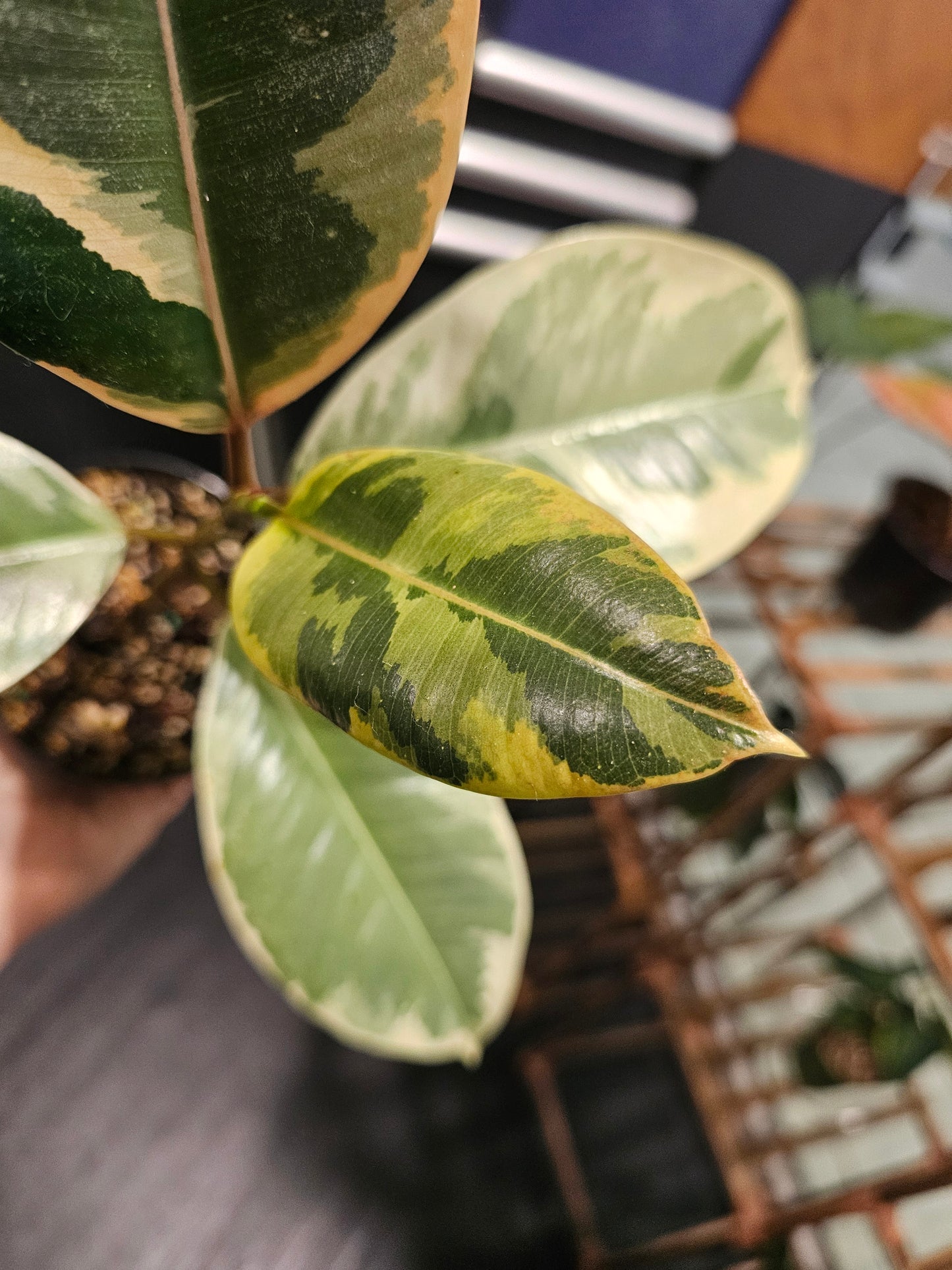 Ficus Tineke