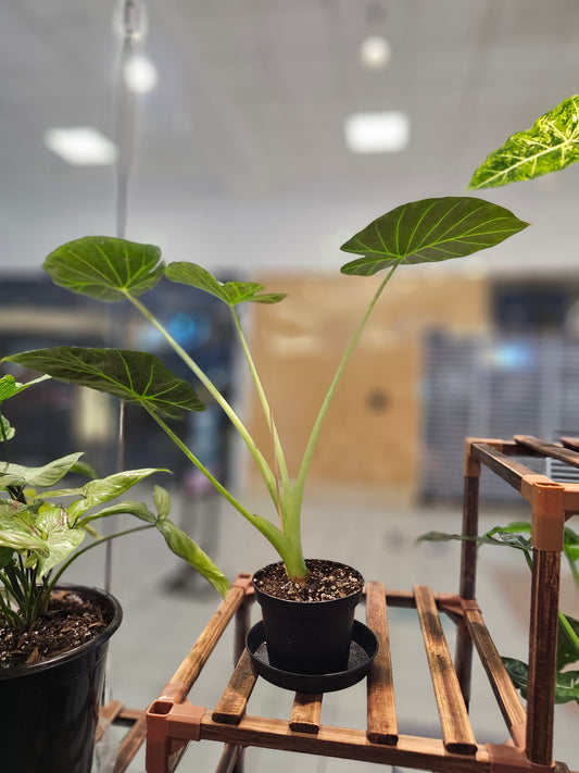 Alocasia Regal Shield in 4" pot
