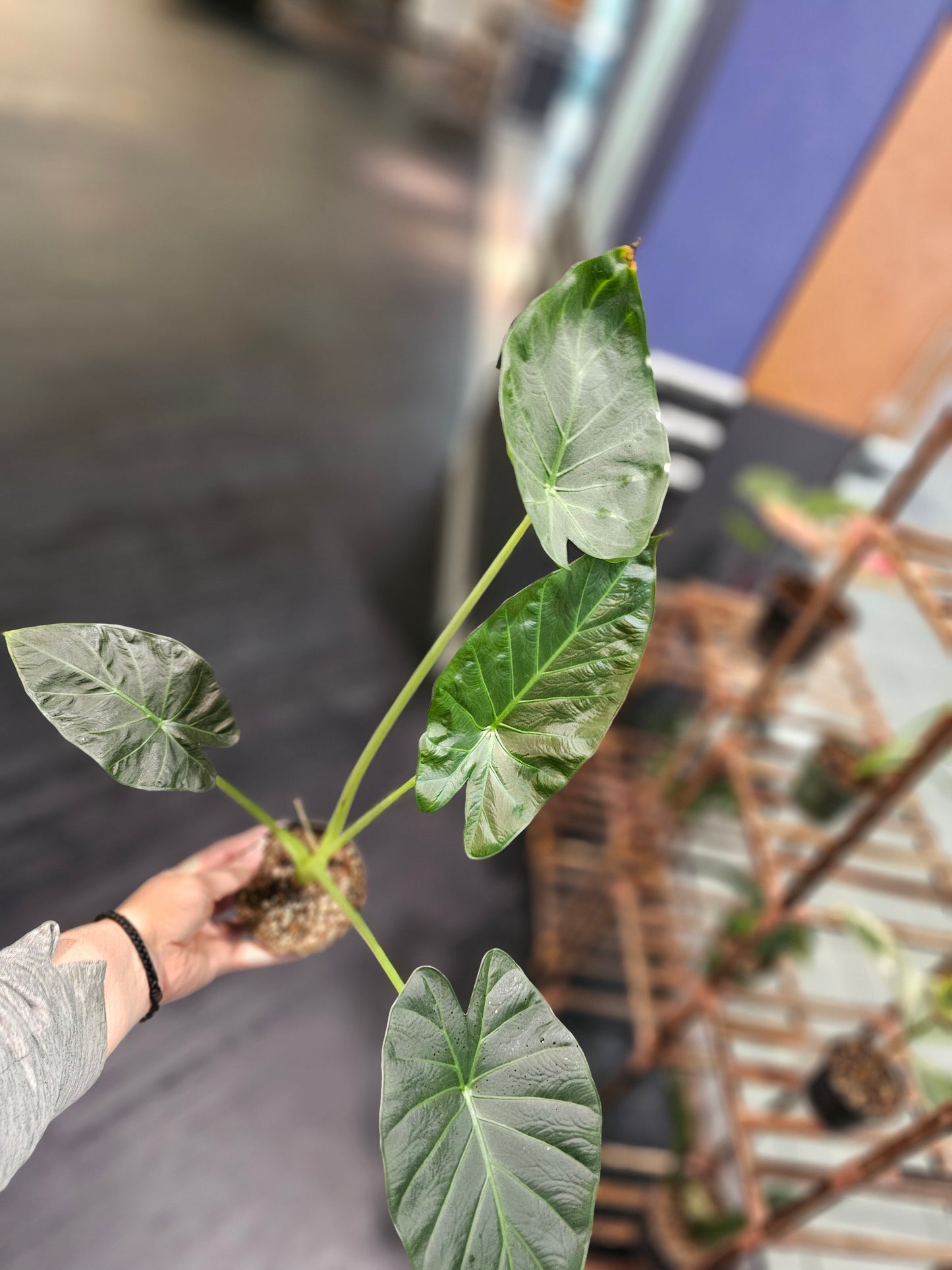 Alocasia Regal Shield in 4" pot