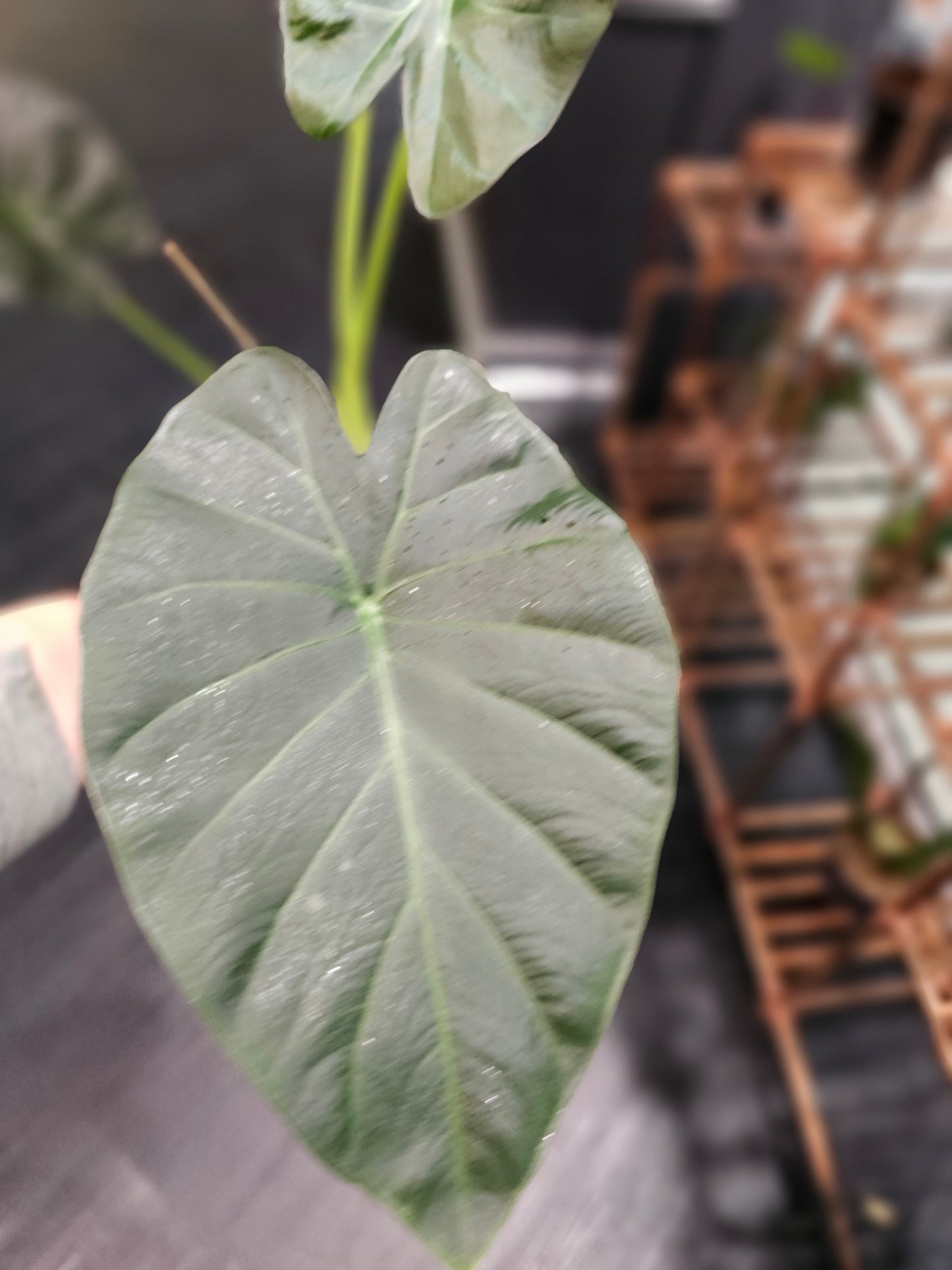 Alocasia Regal Shield in 4" pot