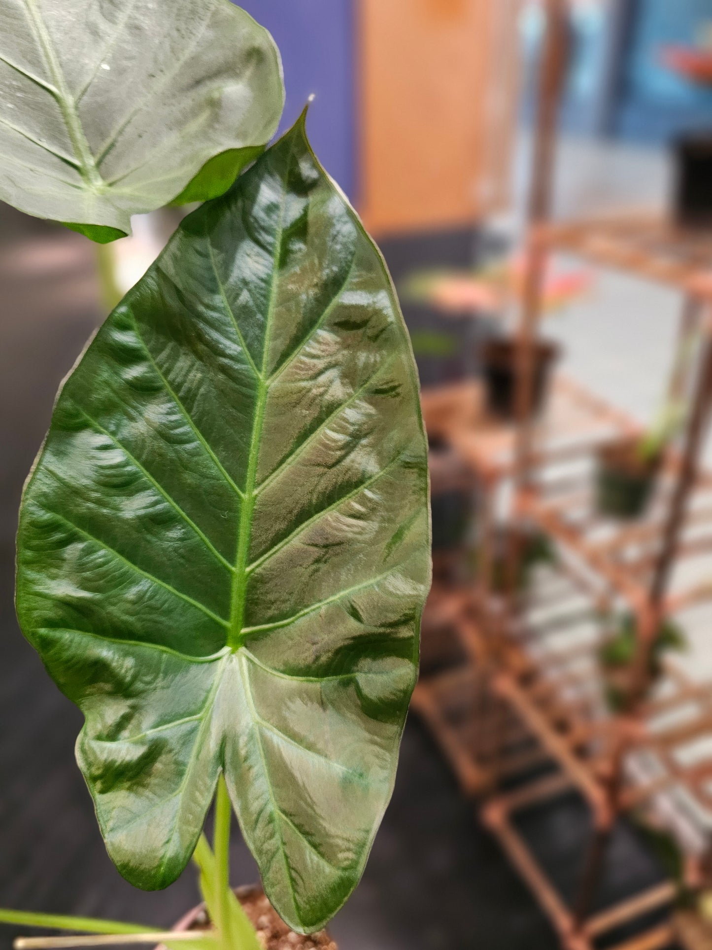 Alocasia Regal Shield in 4" pot