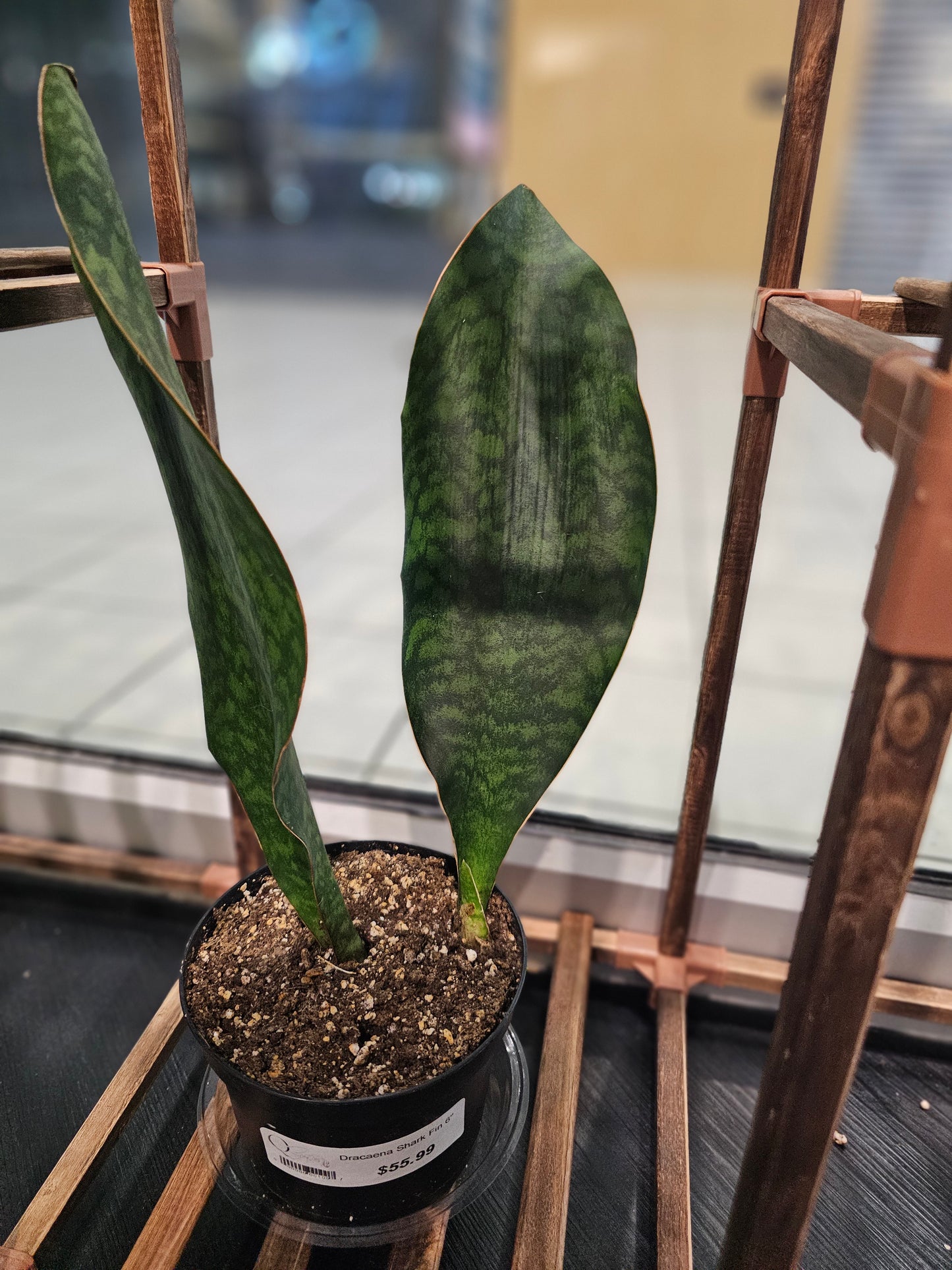 Sansevieria Shark fin