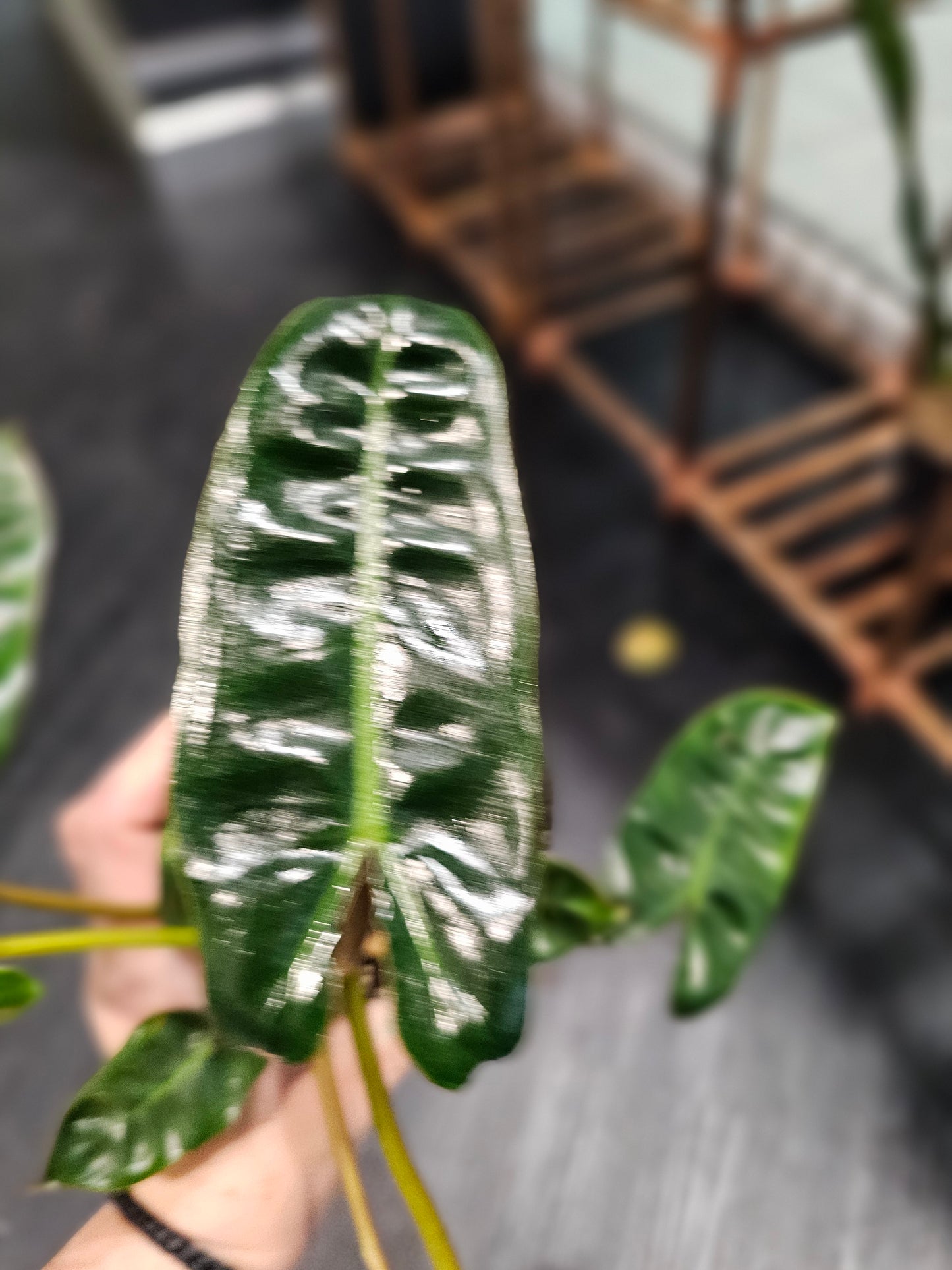 Philodendron Billietiae in 4" pot