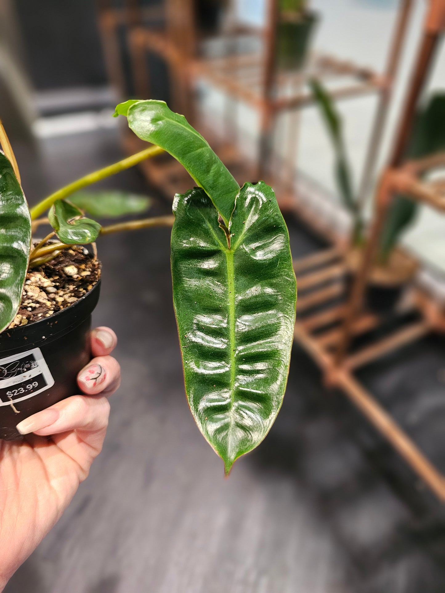 Philodendron Billietiae in 4" pot