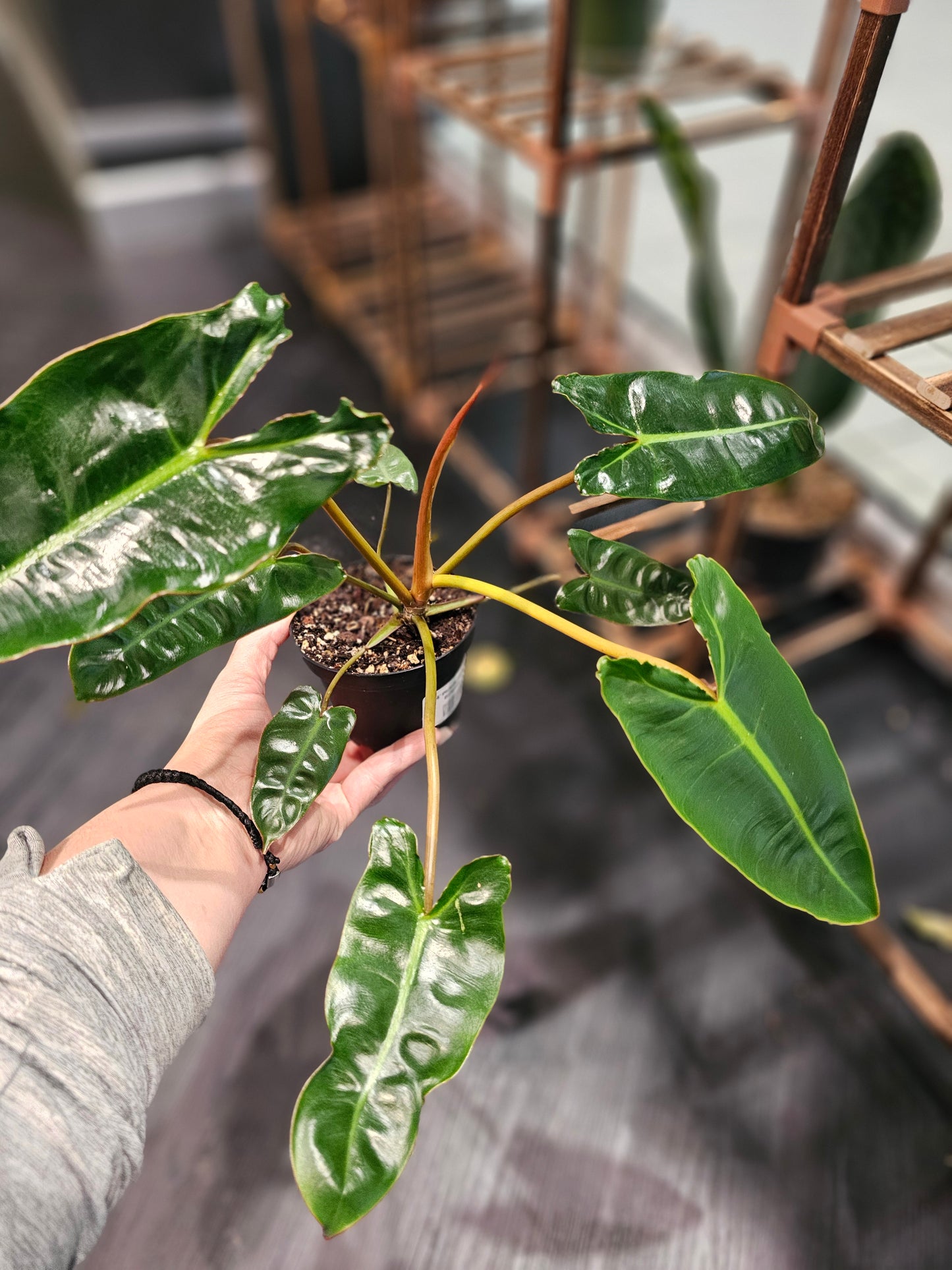 Philodendron Billietiae in 4" pot