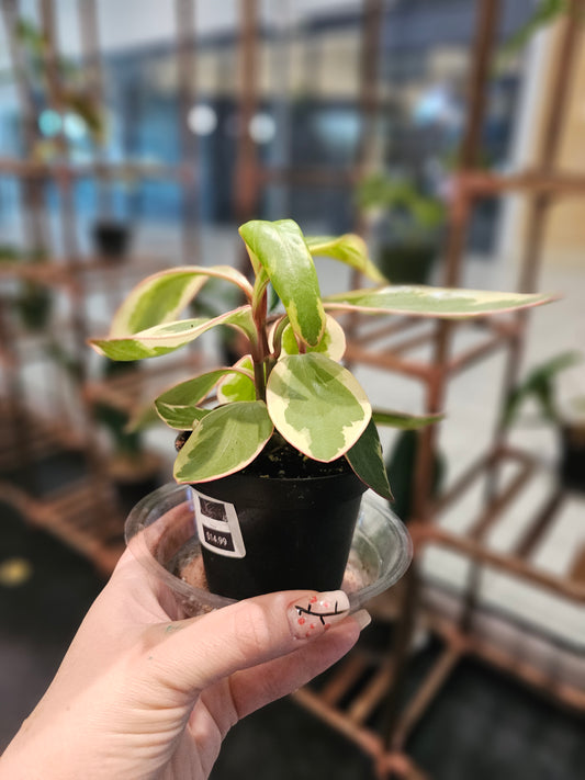 Peperomia Ginny in 4" pot