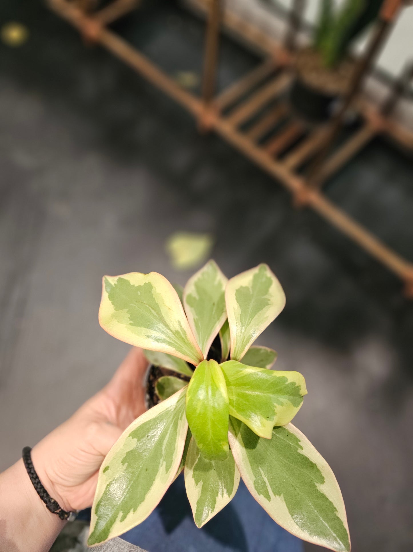 Peperomia Ginny in 4" pot