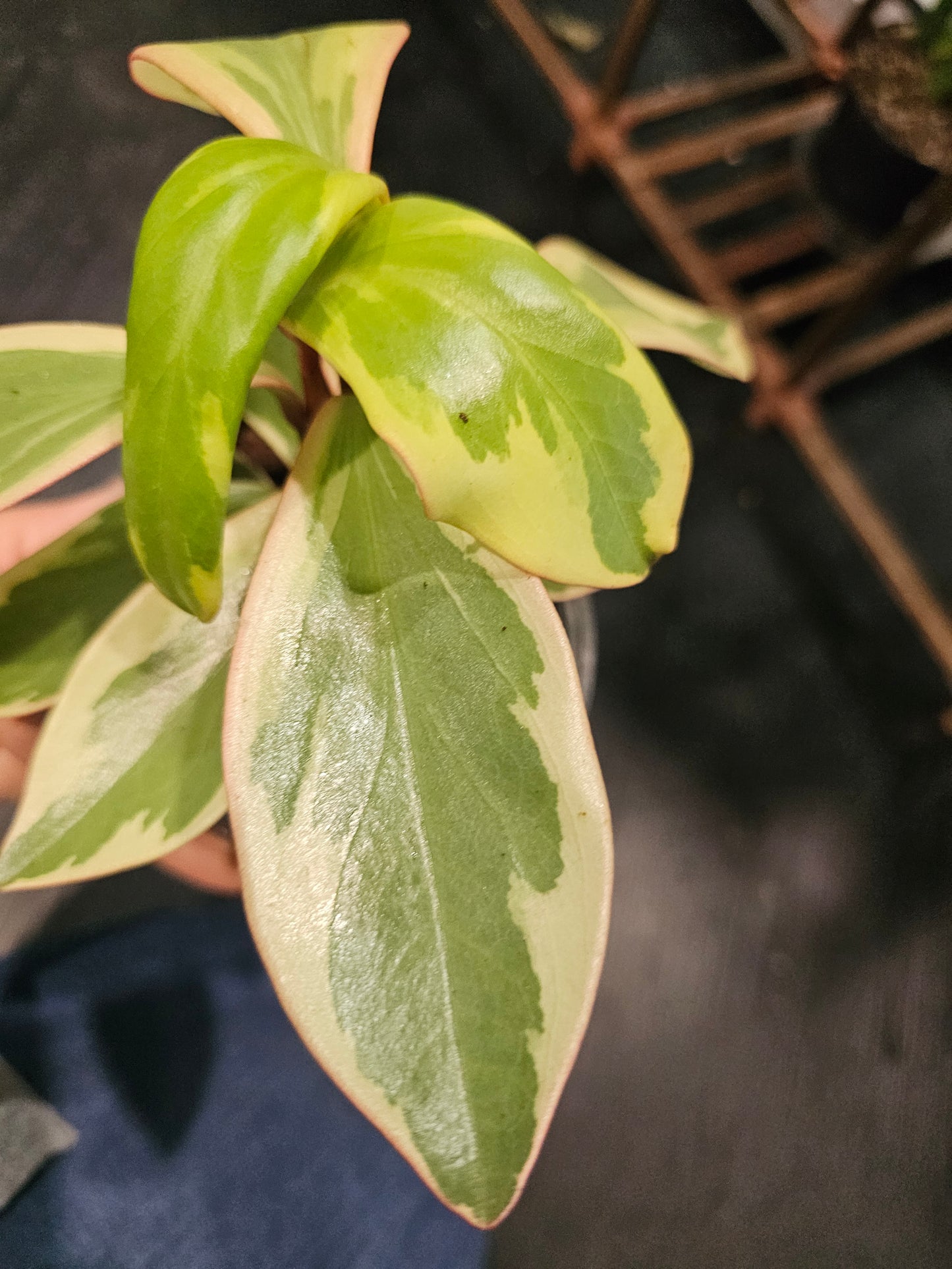 Peperomia Ginny in 4" pot