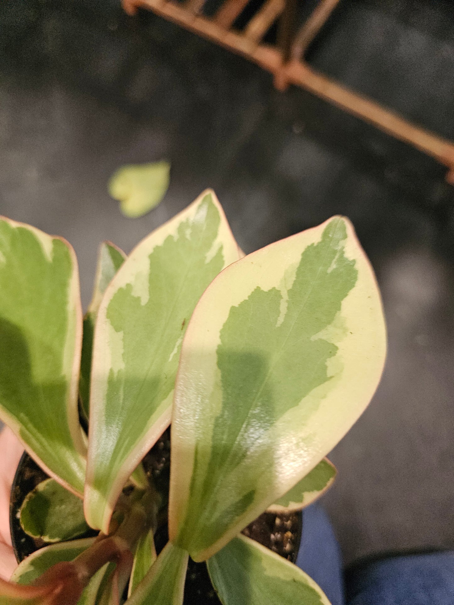 Peperomia Ginny in 4" pot