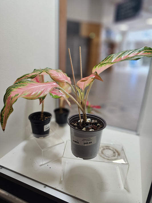 Aglaonema Pink Sunset