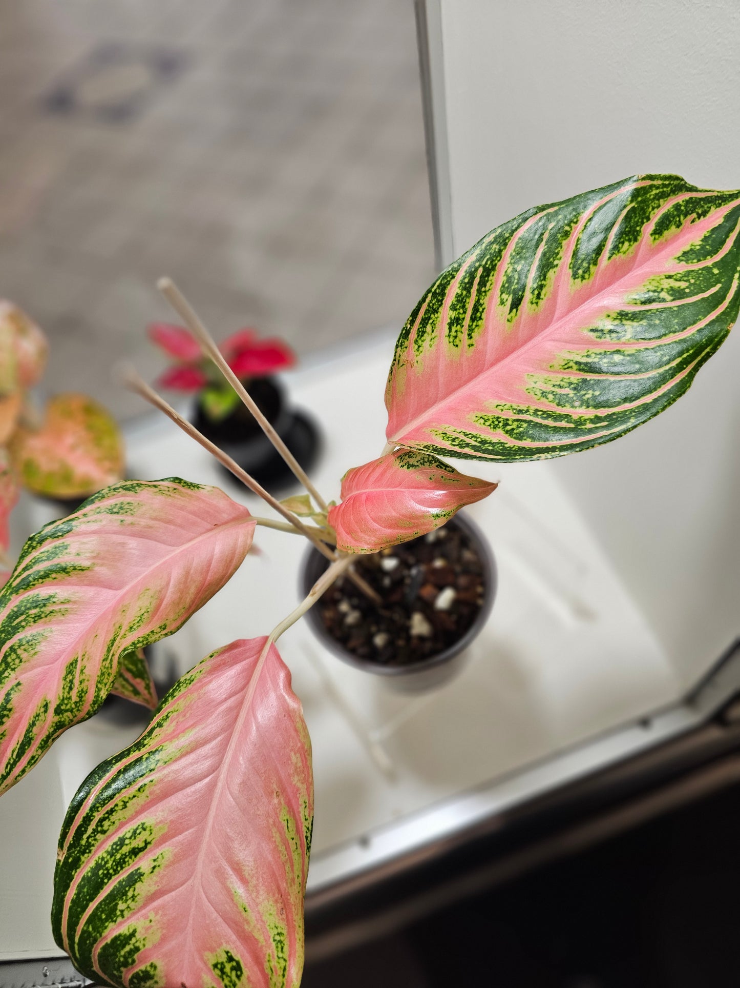 Aglaonema Pink Sunset