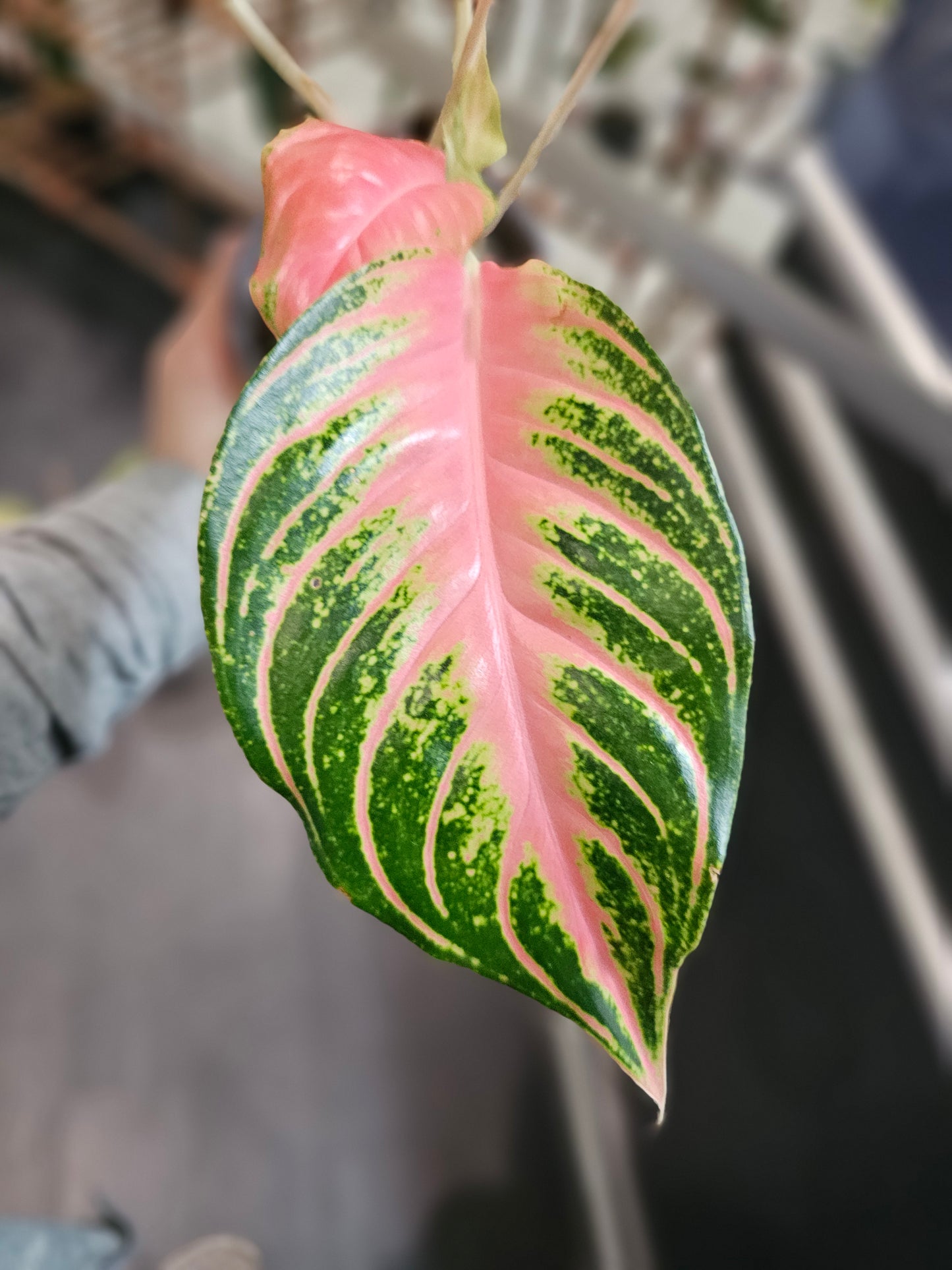 Aglaonema Pink Sunset